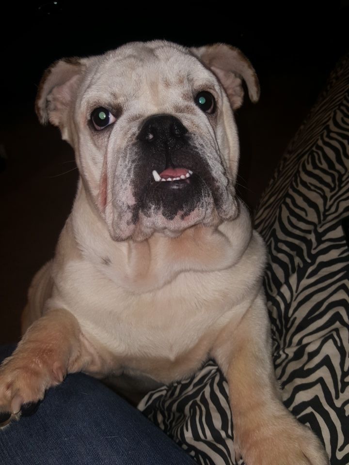 Any Tips on how to potty train this rebel.. r/bulldog