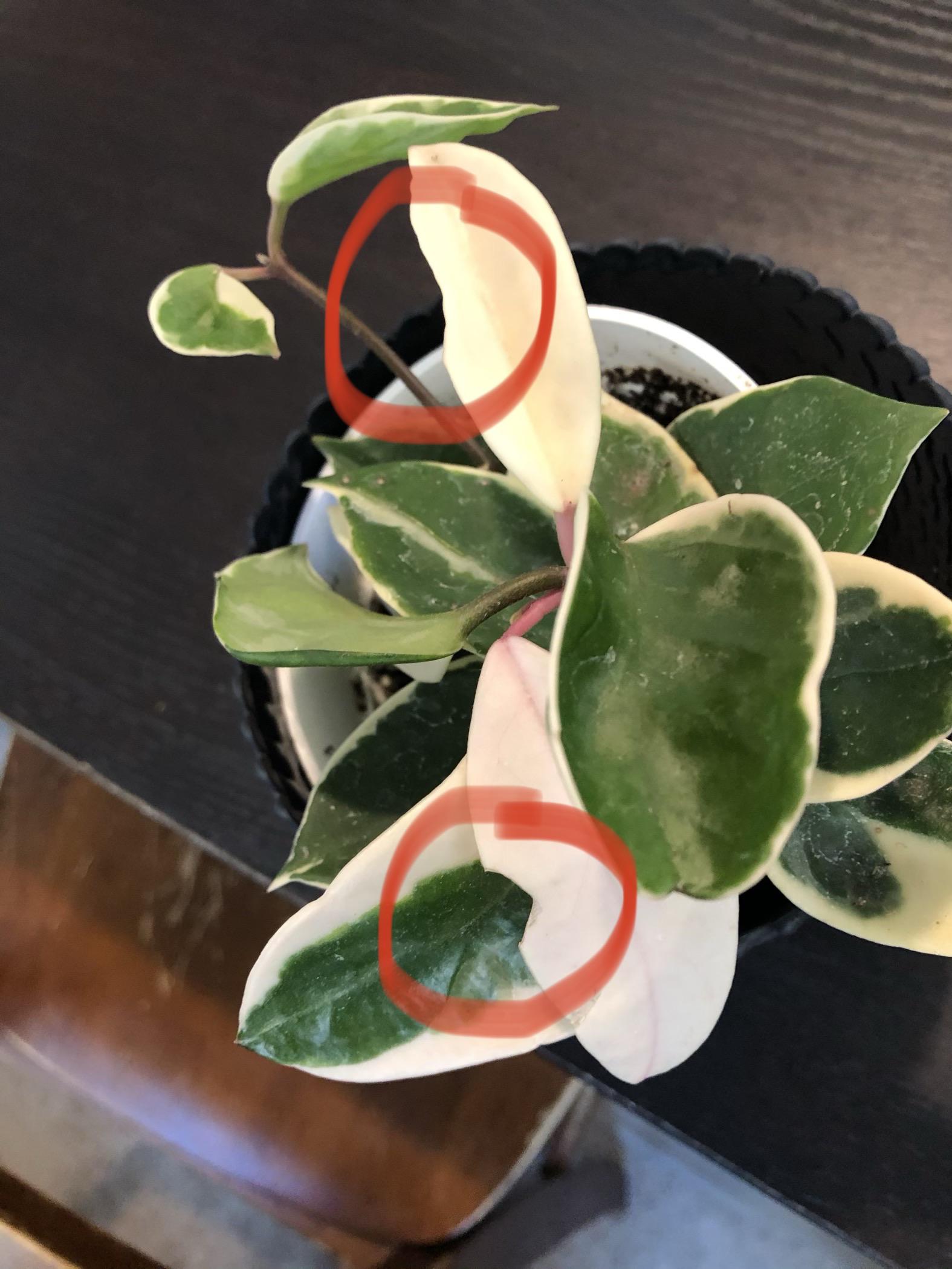 What’s going on with my hoya? Looks like chunks taken out of some