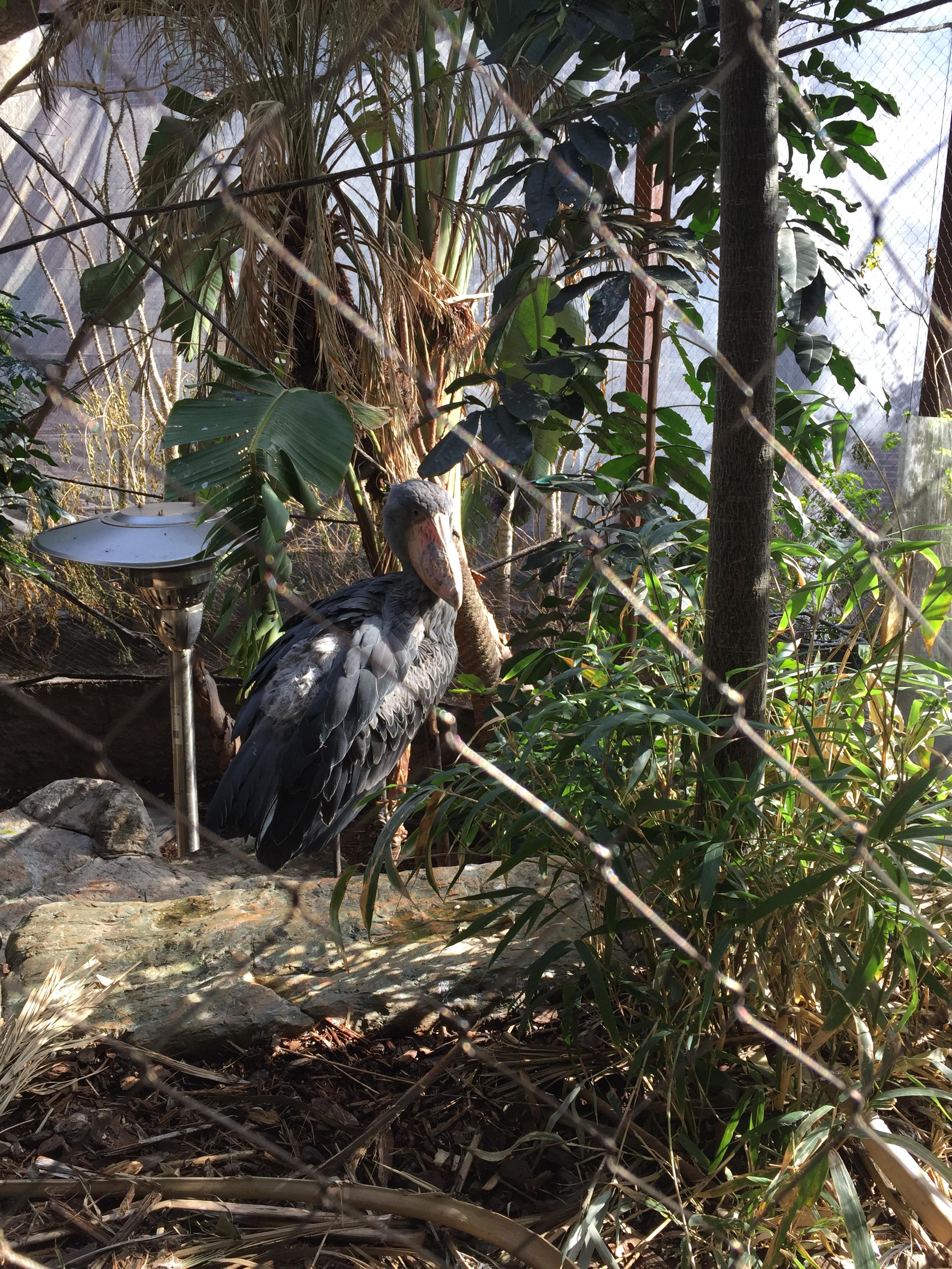 Check out a prehistoric looking bird in downtown dallas for free at the