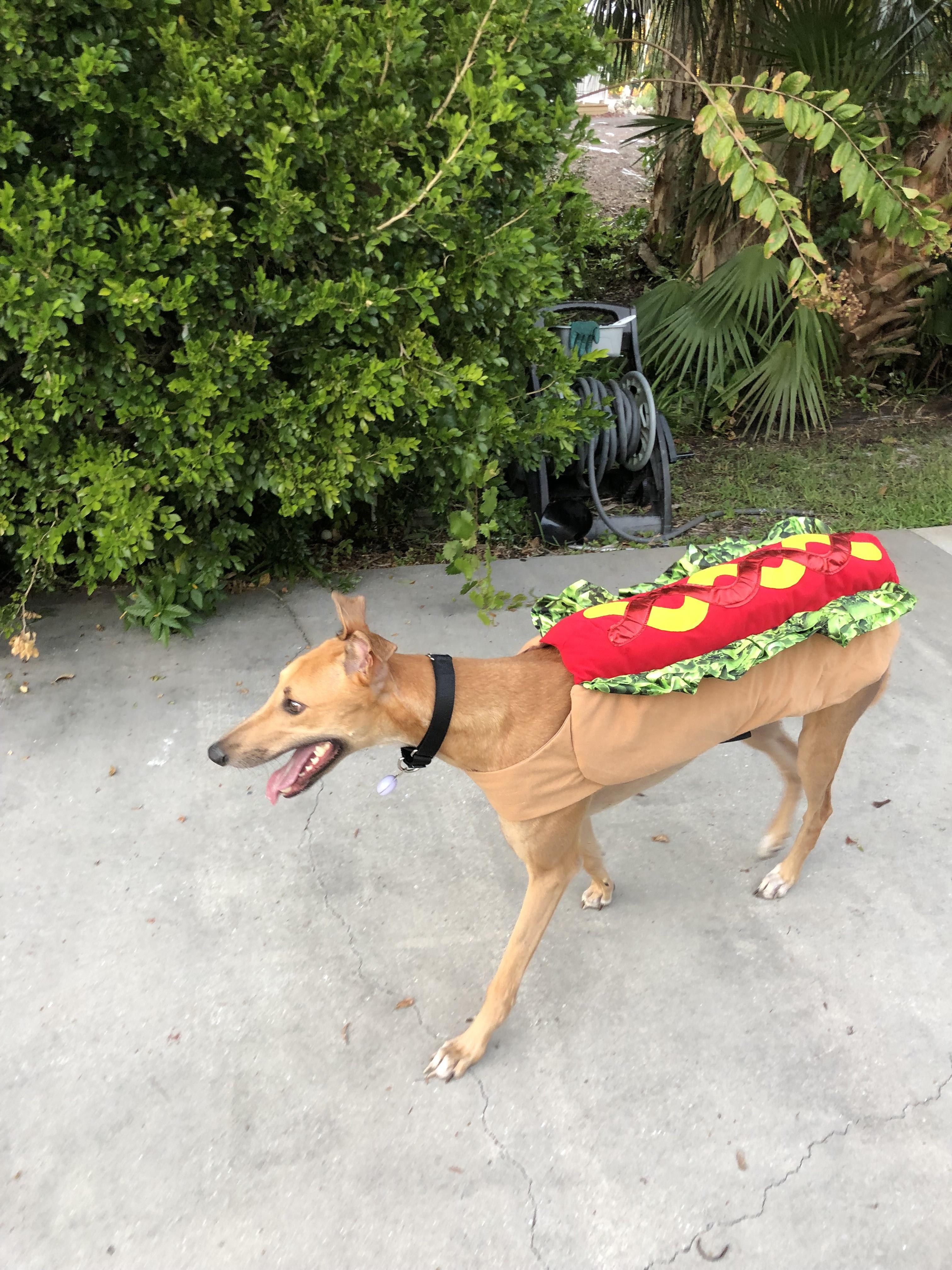 Lenny’s Halloween Costume 🌭 r/Greyhounds