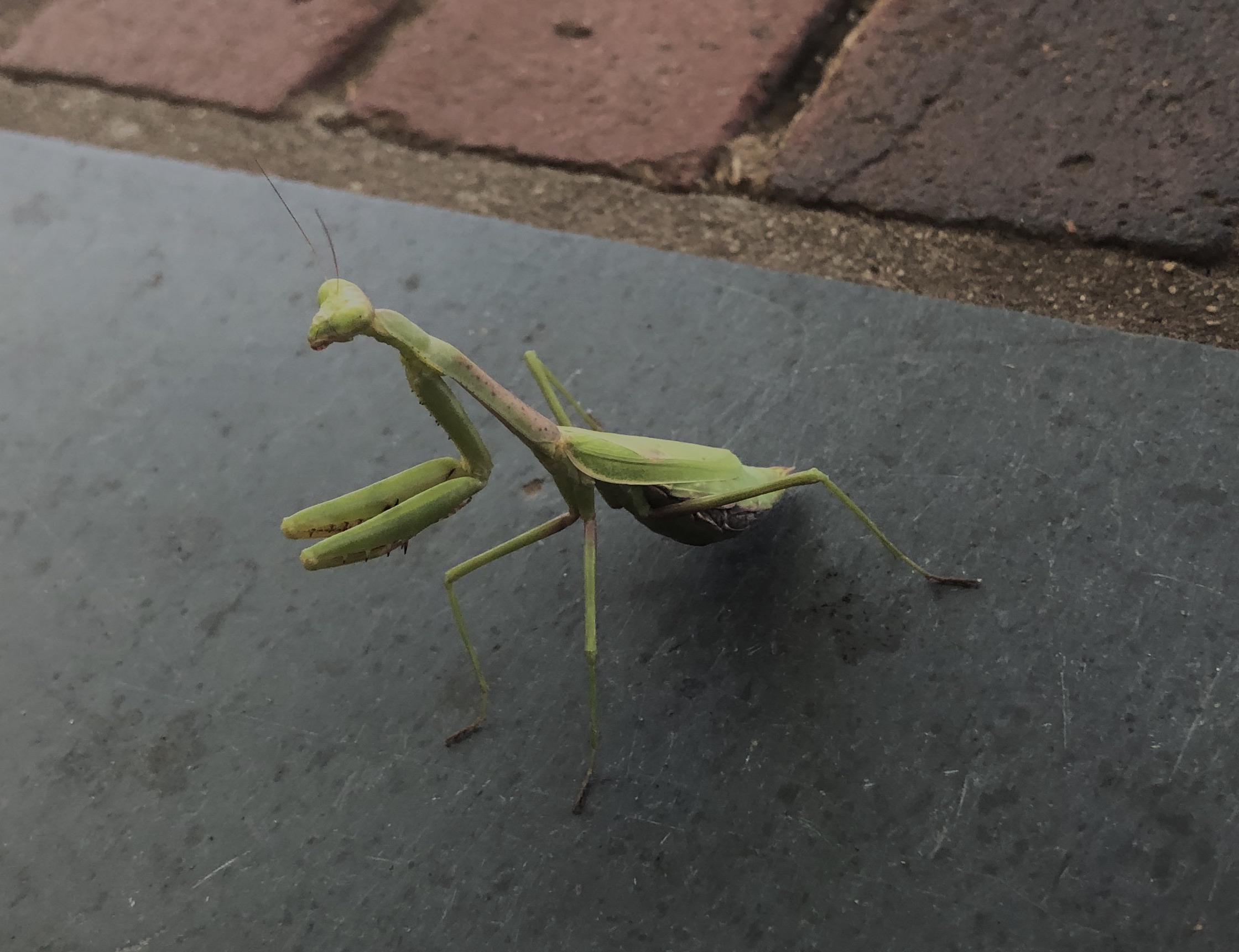 Carolina Mantis r/pics
