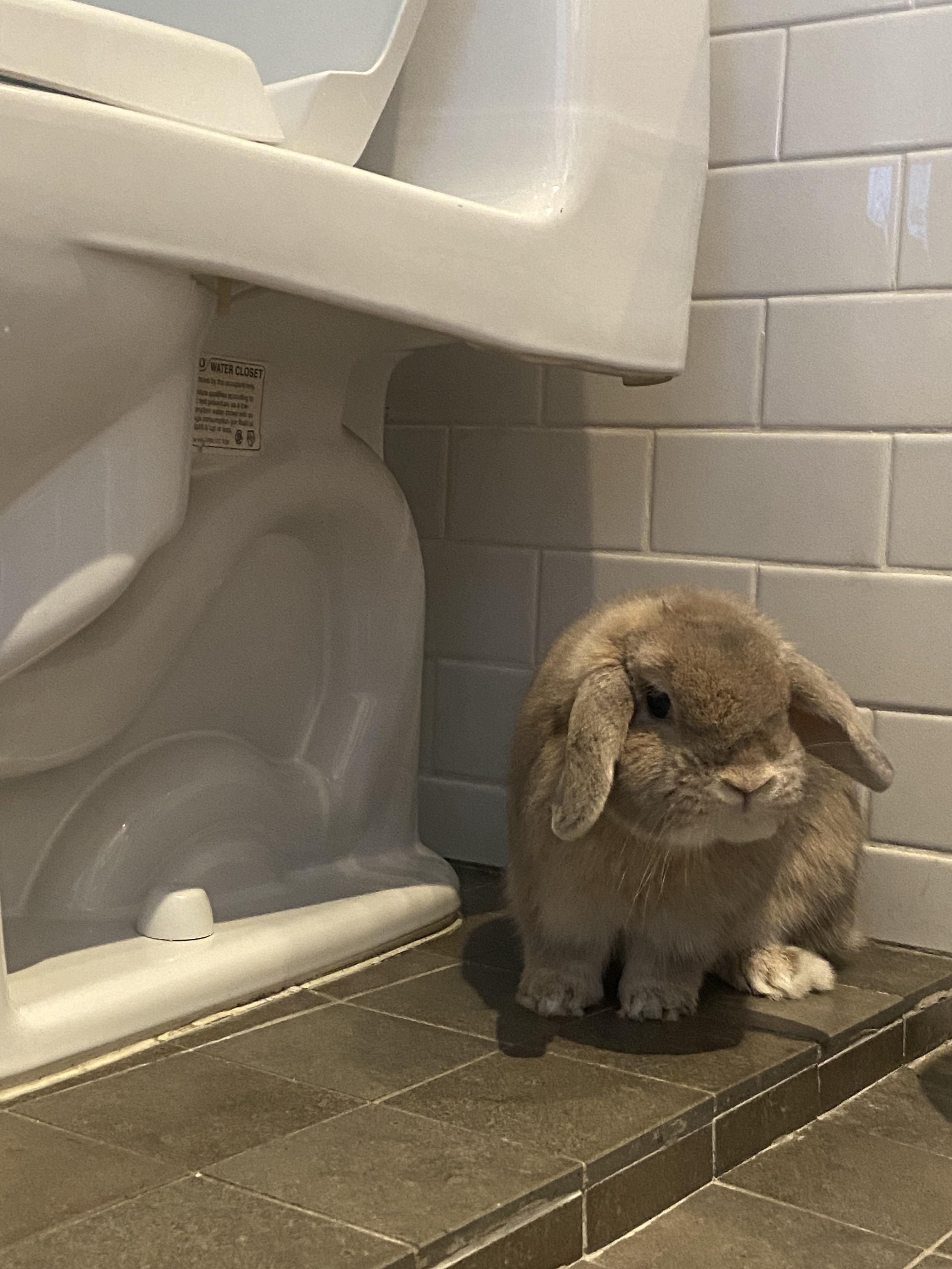 Anybody else’s bunny like to hang out by the toilet? Or is it just