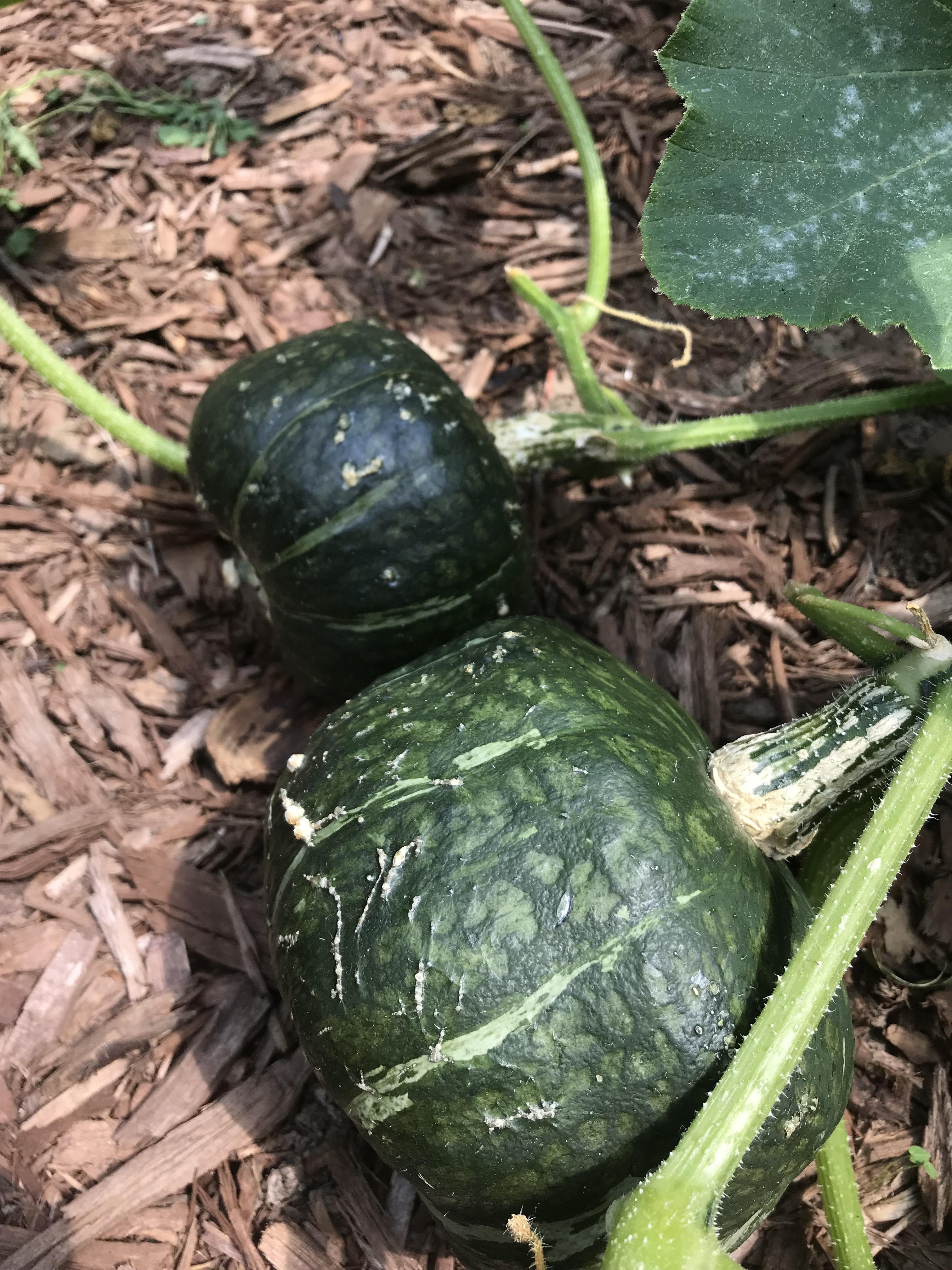 should i harvest my buttercup squash? r/gardening