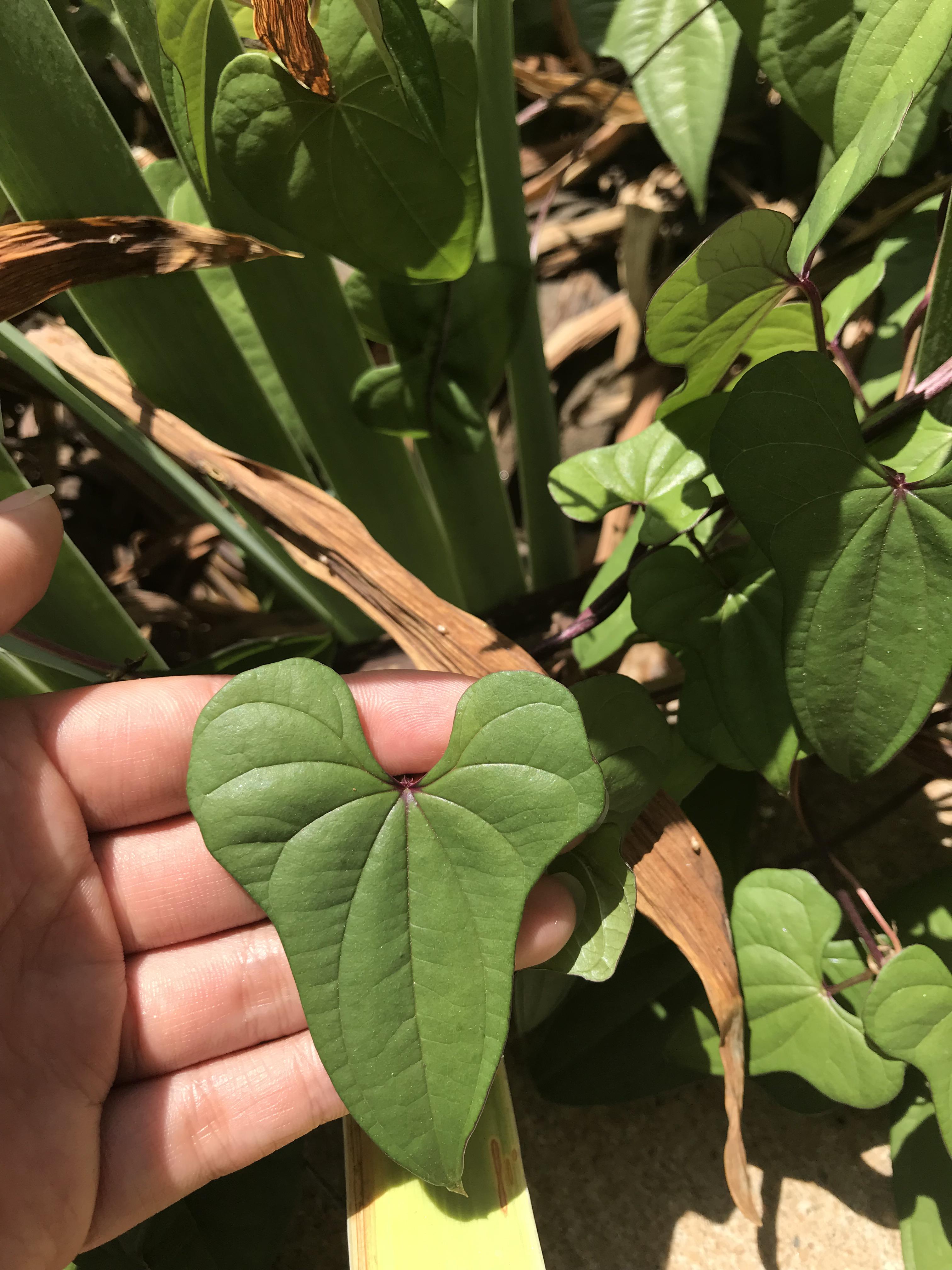 Help! What is this plant my Bearded Dragon ate a leaf and I’m worried