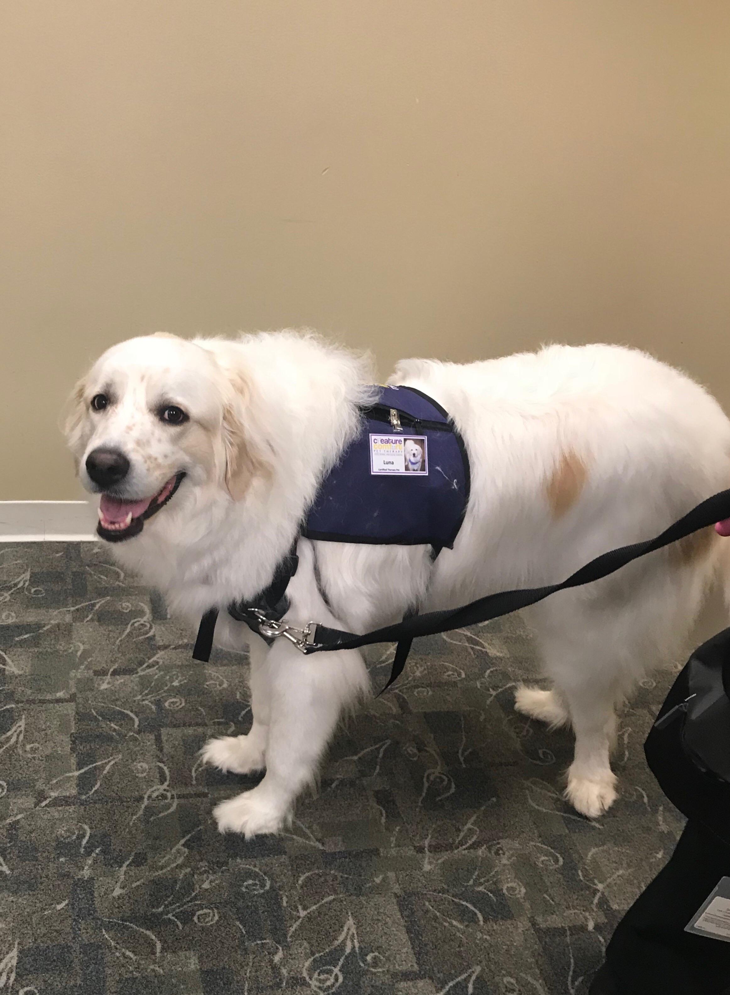 Luna is a therapy dog. Here is a picture of her at work yesterday at a