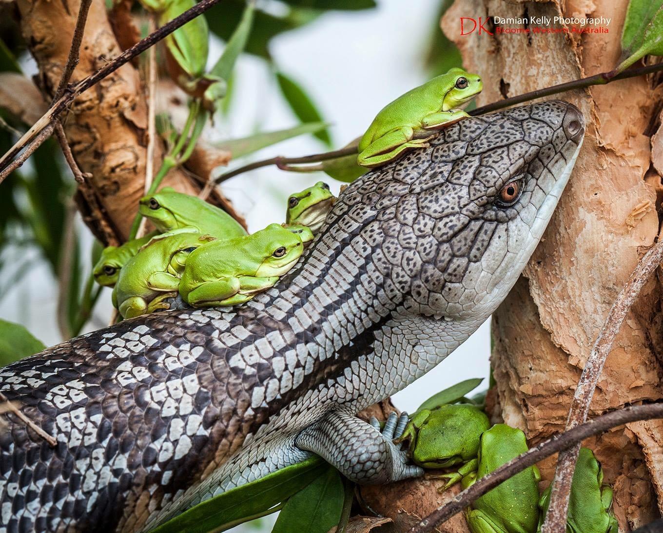 A blue tongue lizard and some green tree frogs find refuge together