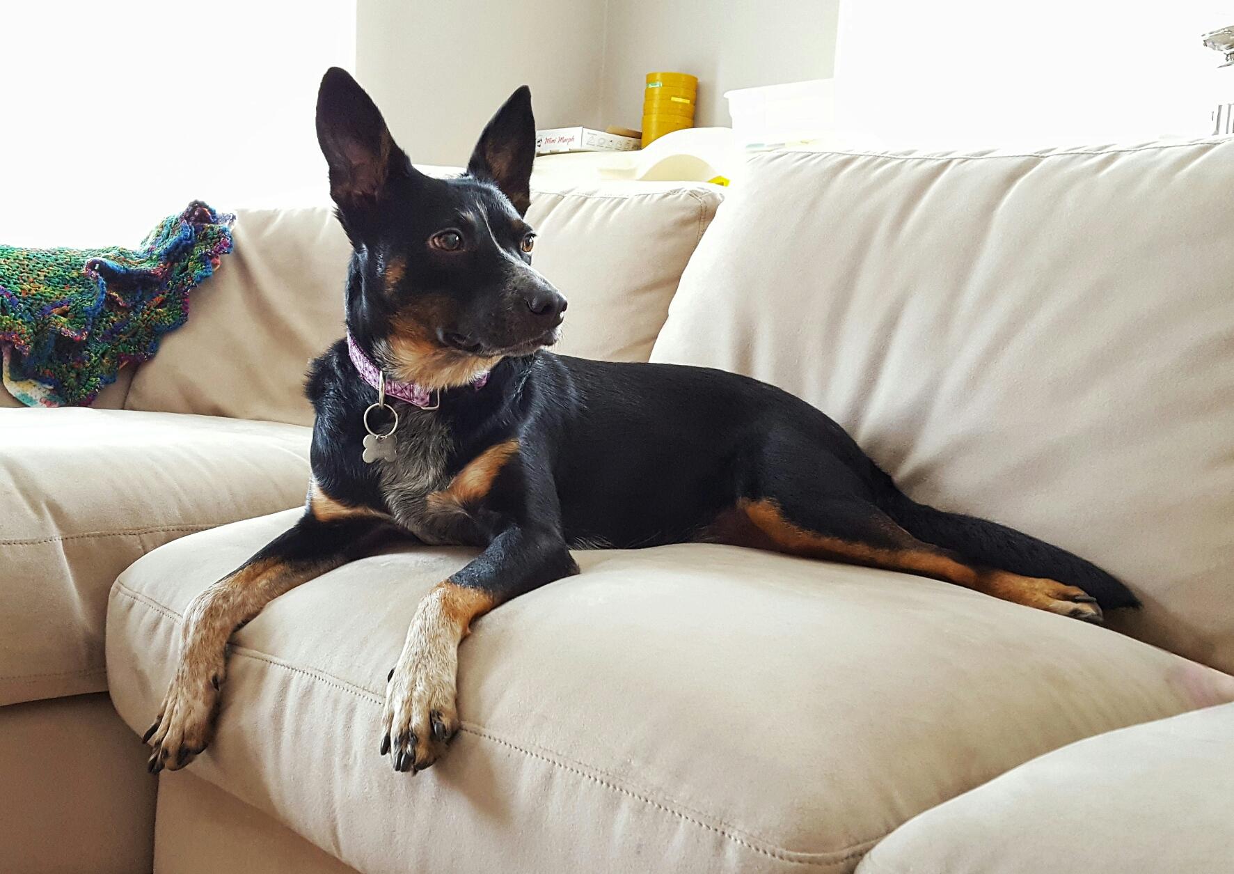 Meet Dottie the Blueberman! (Blue Heeler/Doberman) aww