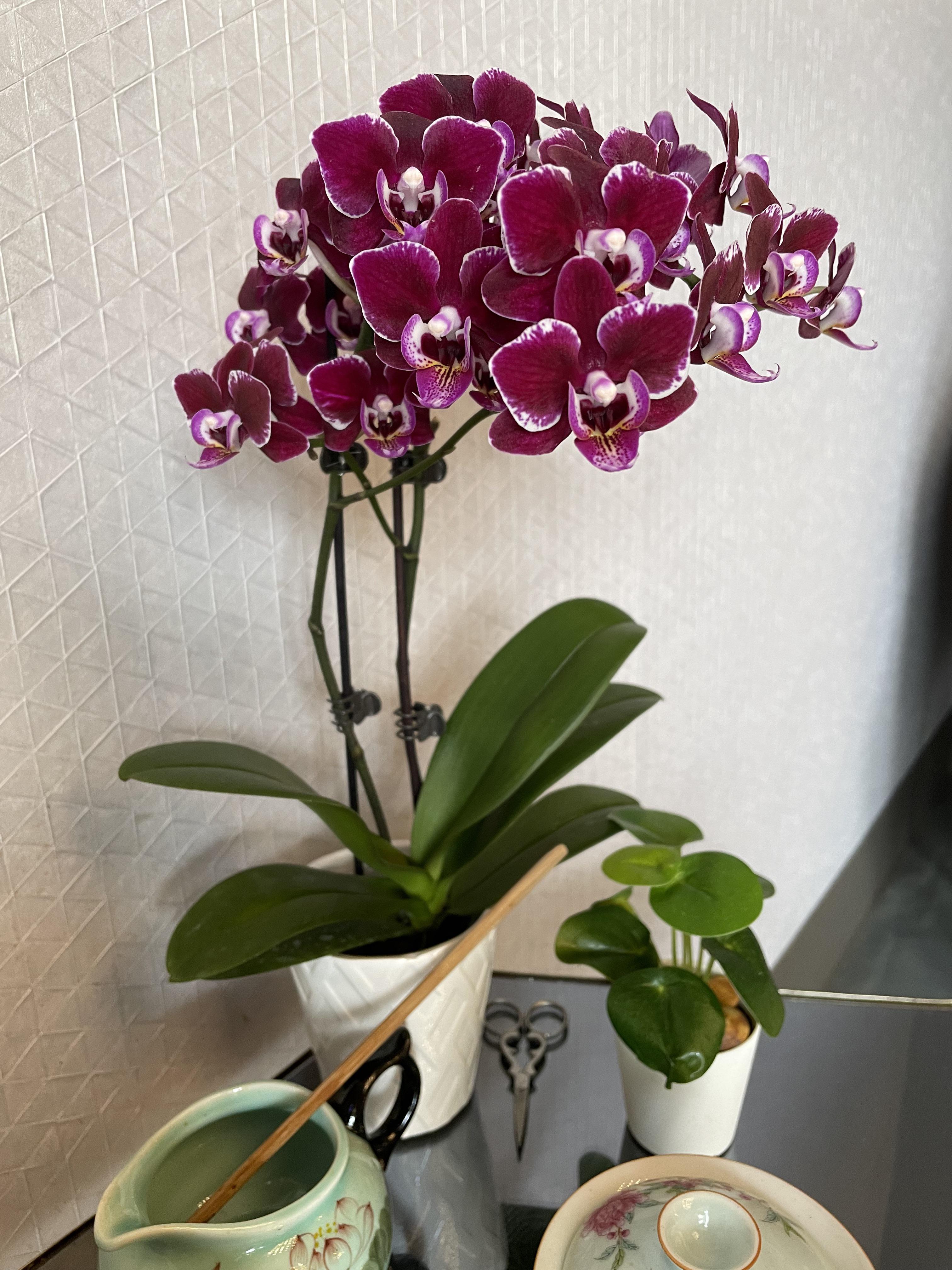 I’ve never seen so many blooms on an orchid! r/orchids