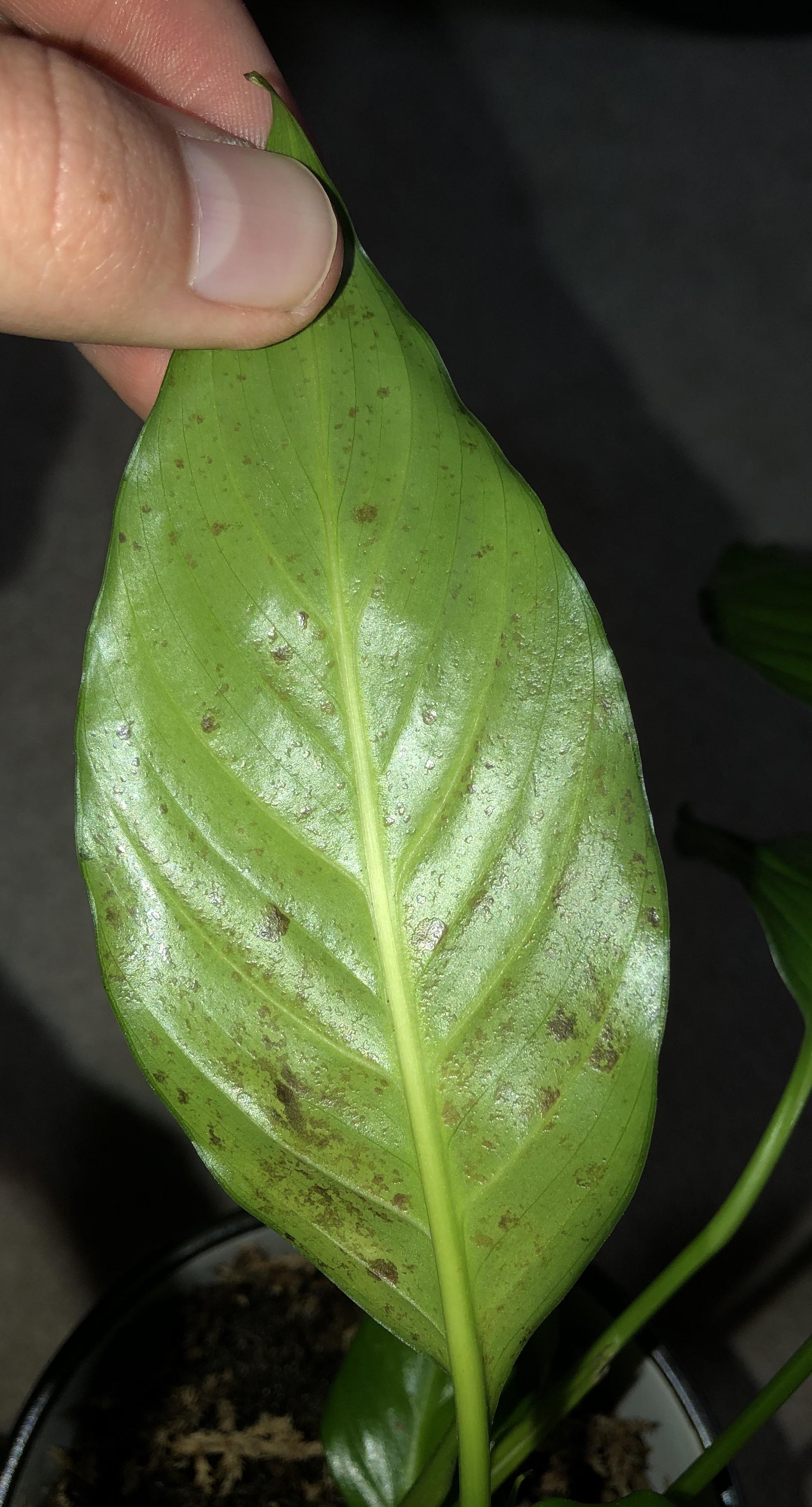 My peace lily has some sort of fungus or infection, please help! r