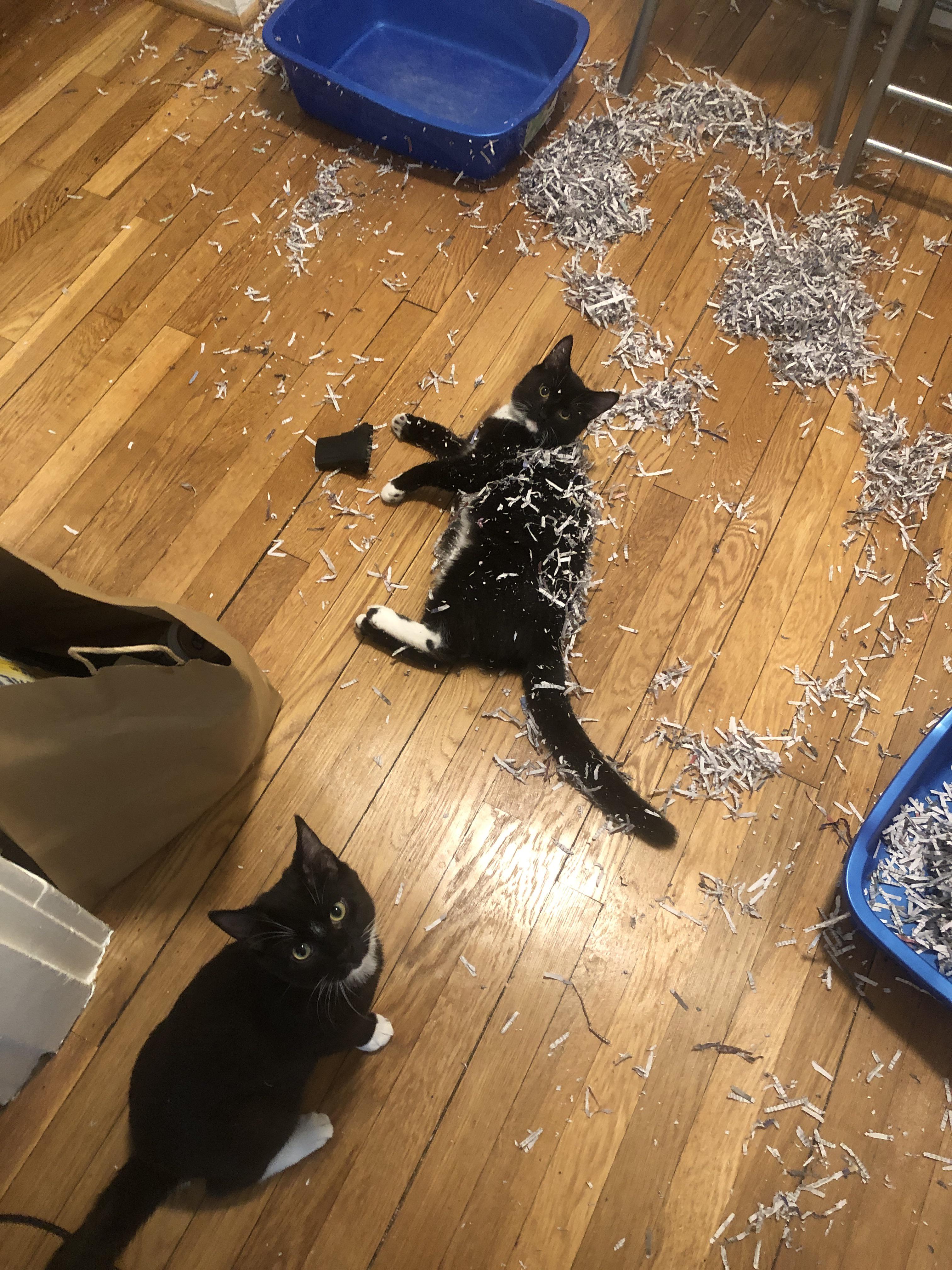 My two fivemonth old boys were neutered yesterday. “Use shredded