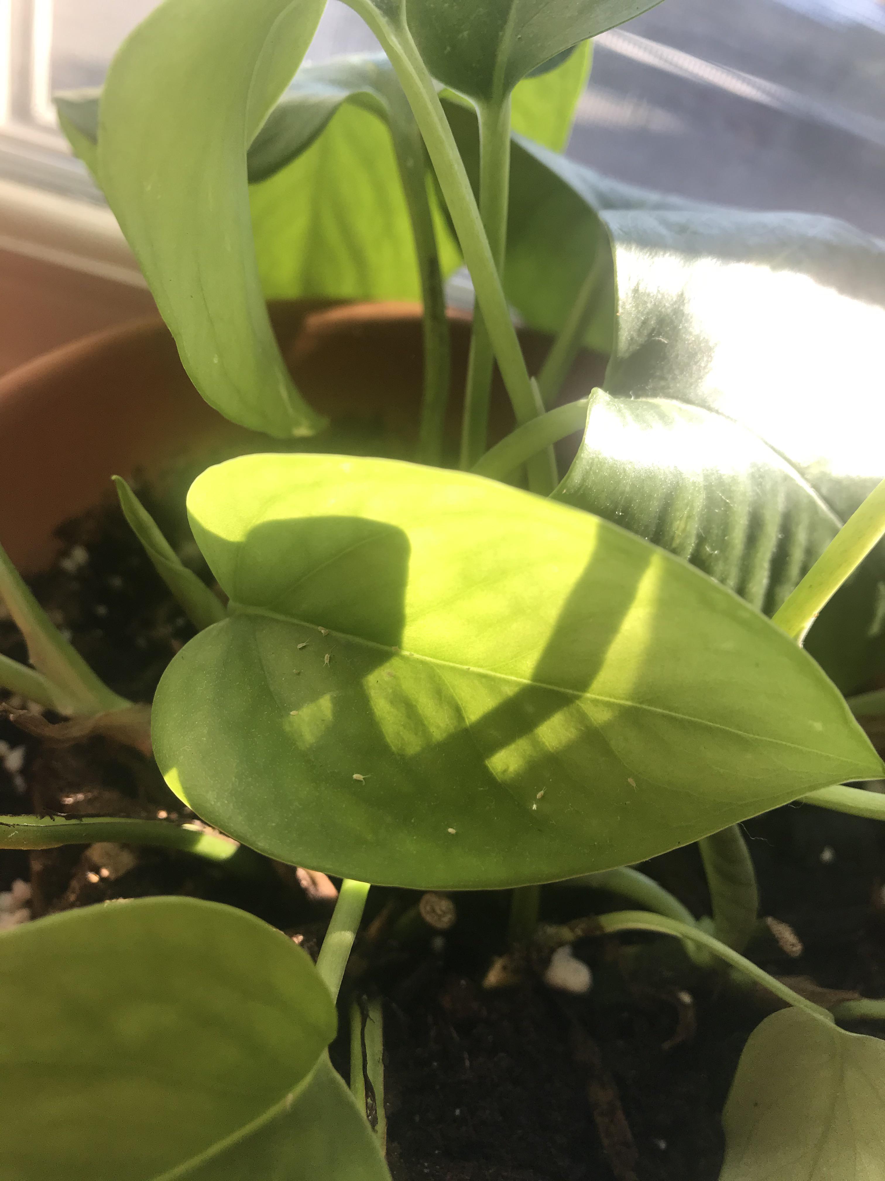 What are these little white things on my pothos leaf? r/plantclinic