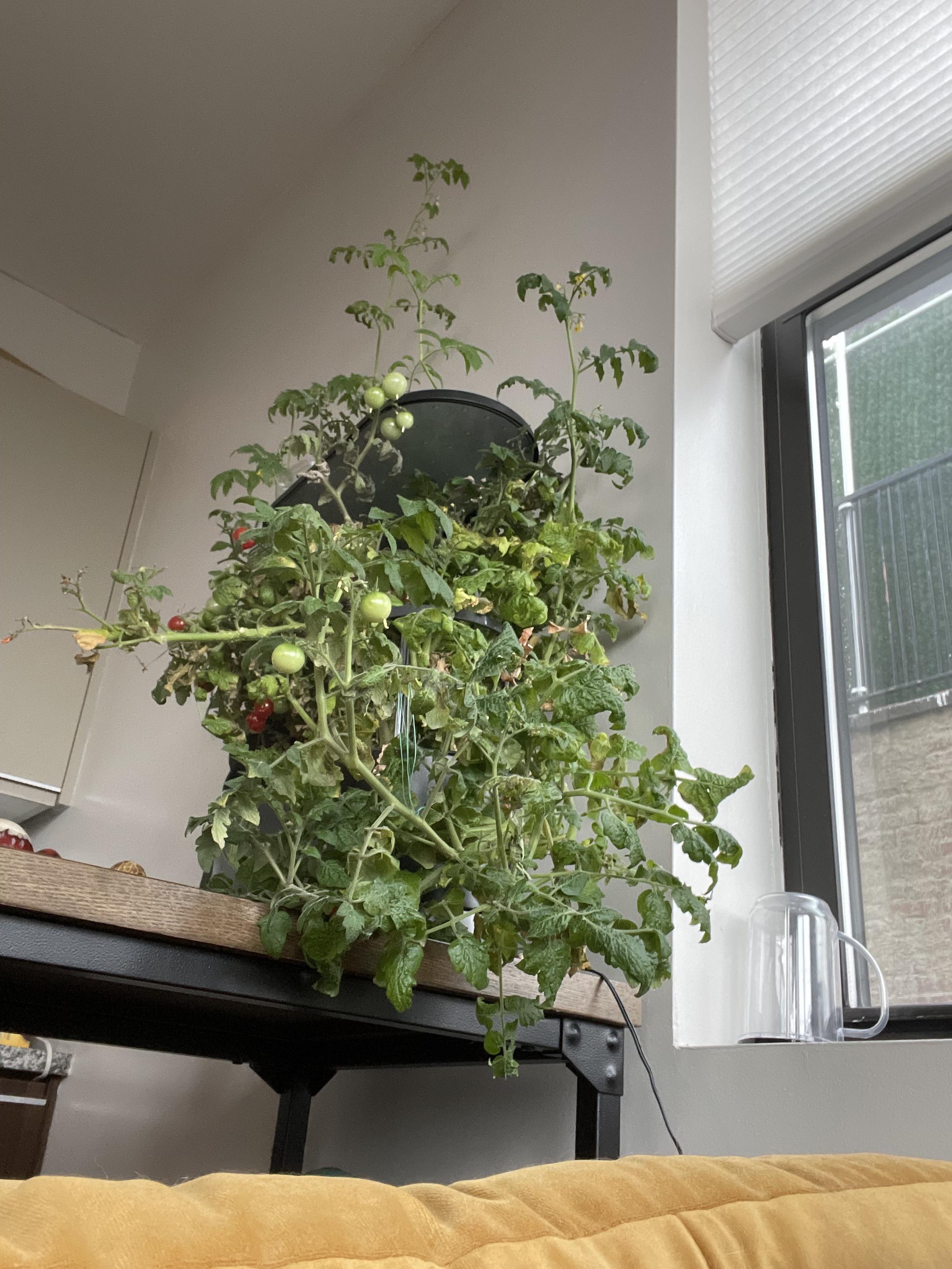 Please help me how do I repot an overgrown aerogarden? I was going to