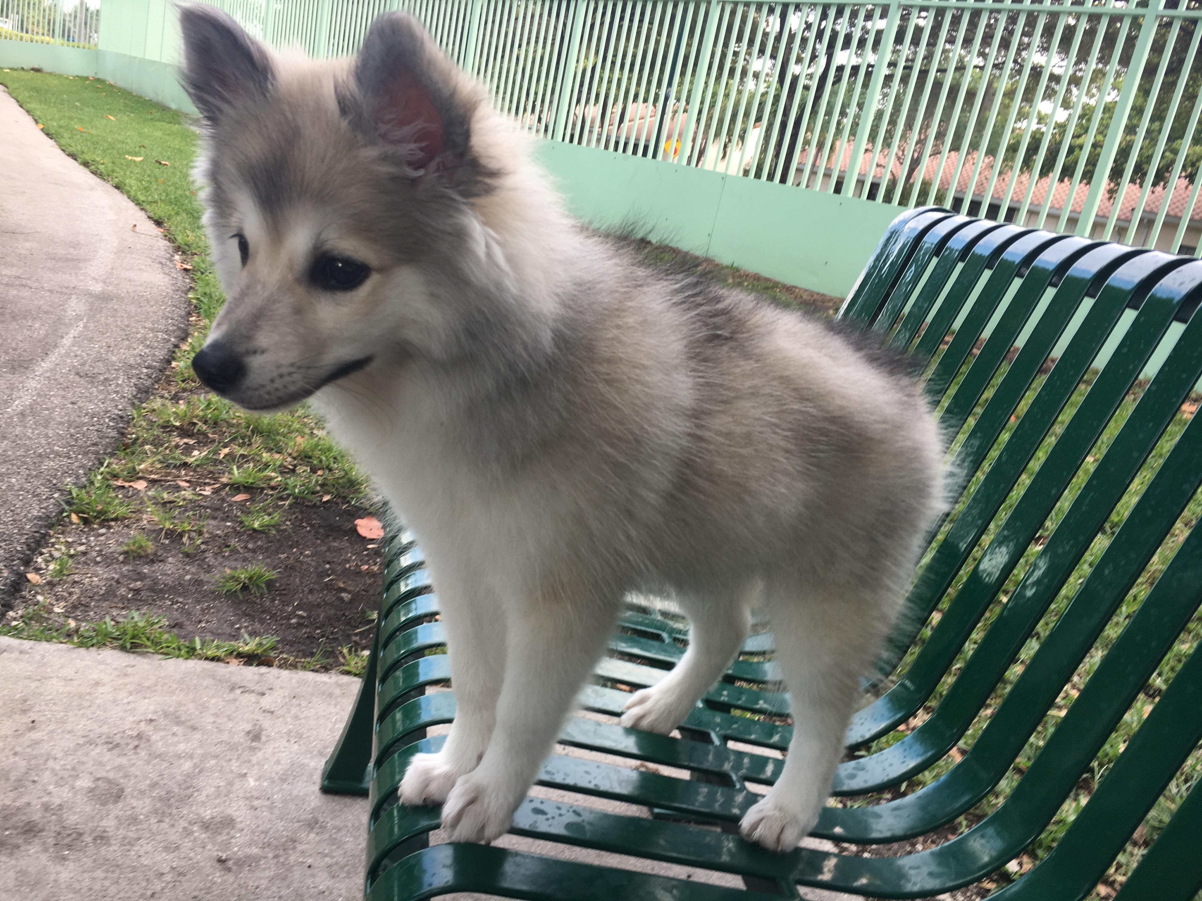 My puppy looks like a small wolf! Cute Animal Picture
