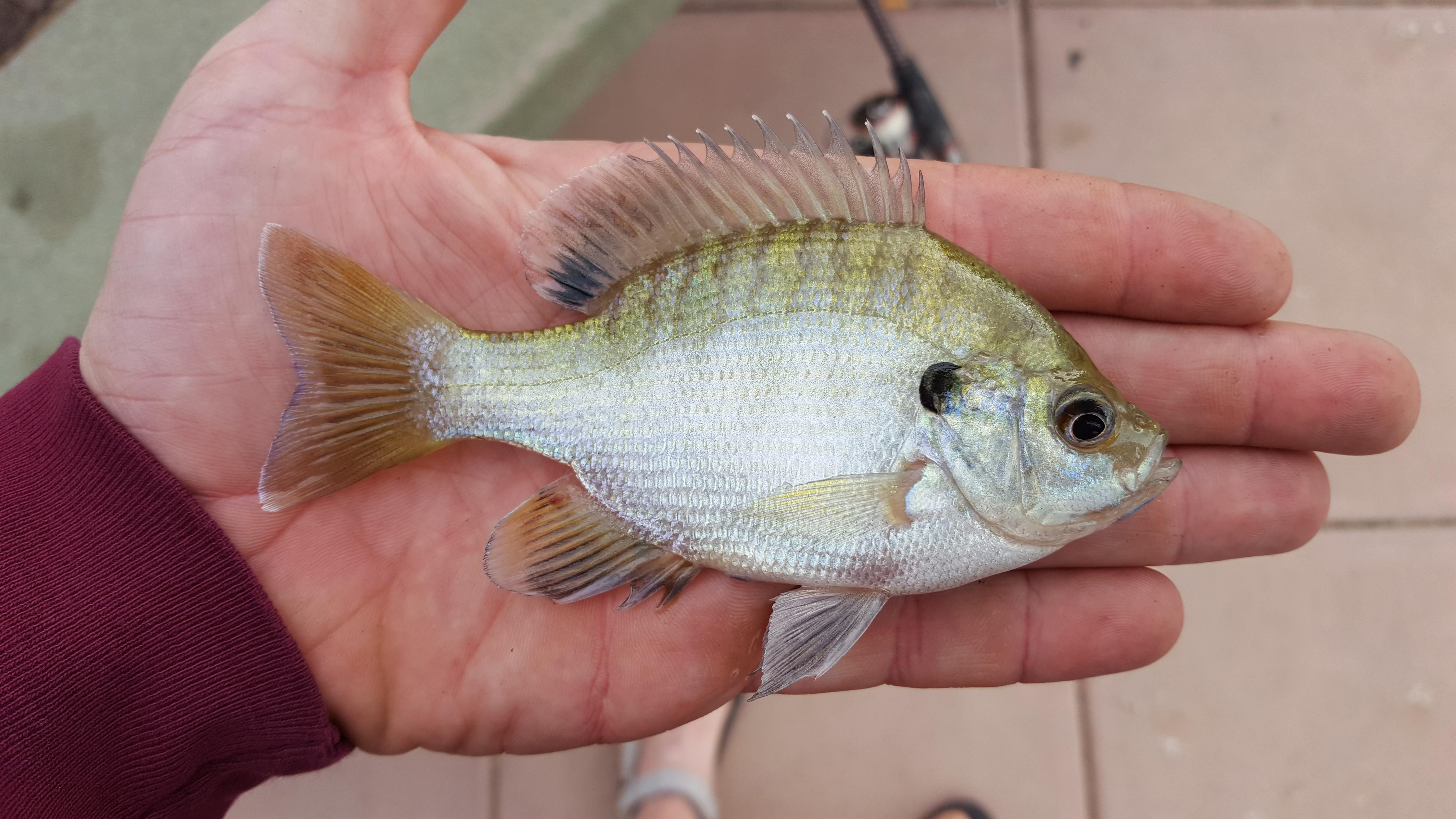 My first sunfish. Small but beautiful r/Fishing