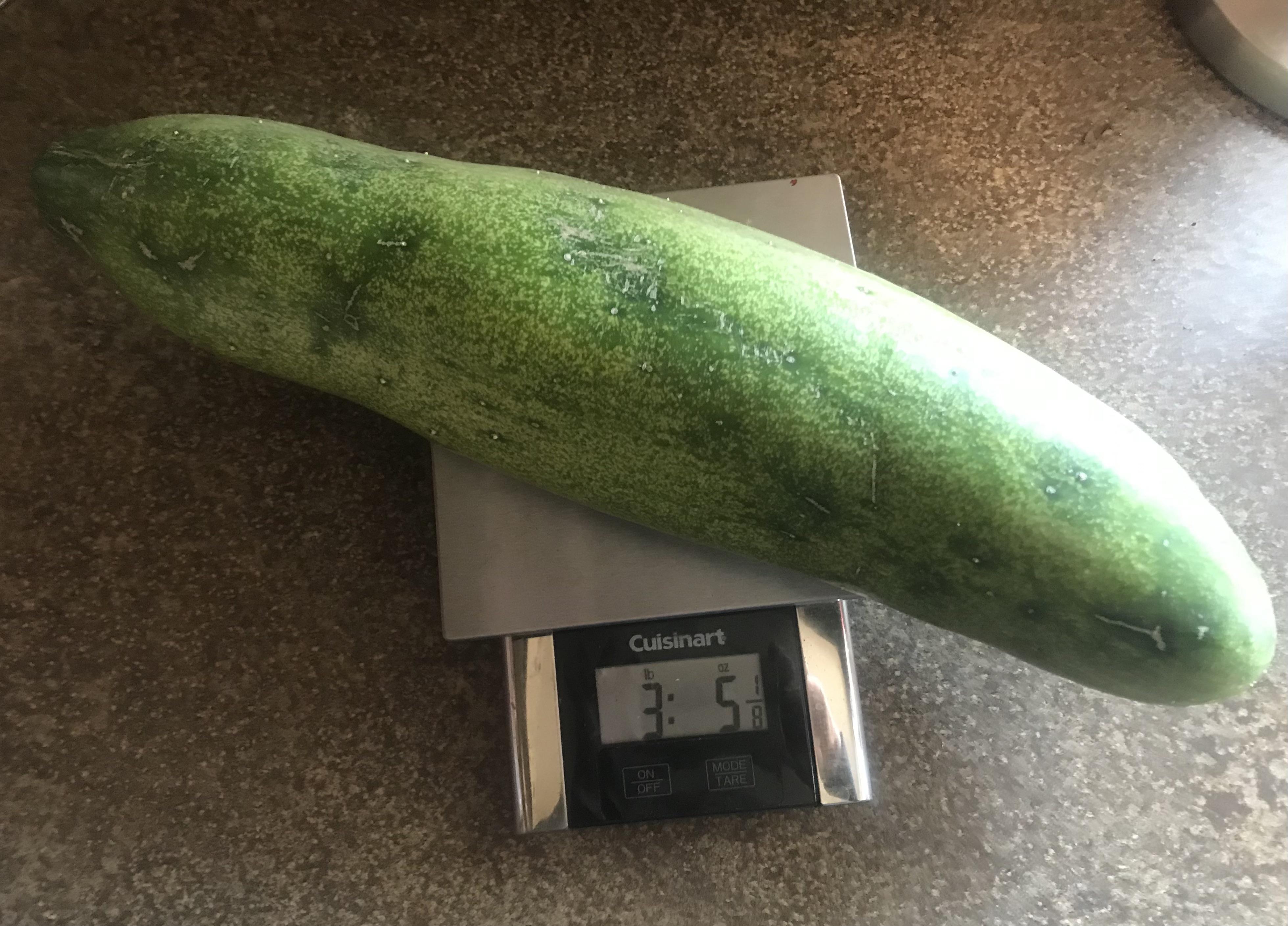 Was picking tomatoes and peppers when I heard this WHUMP behind the