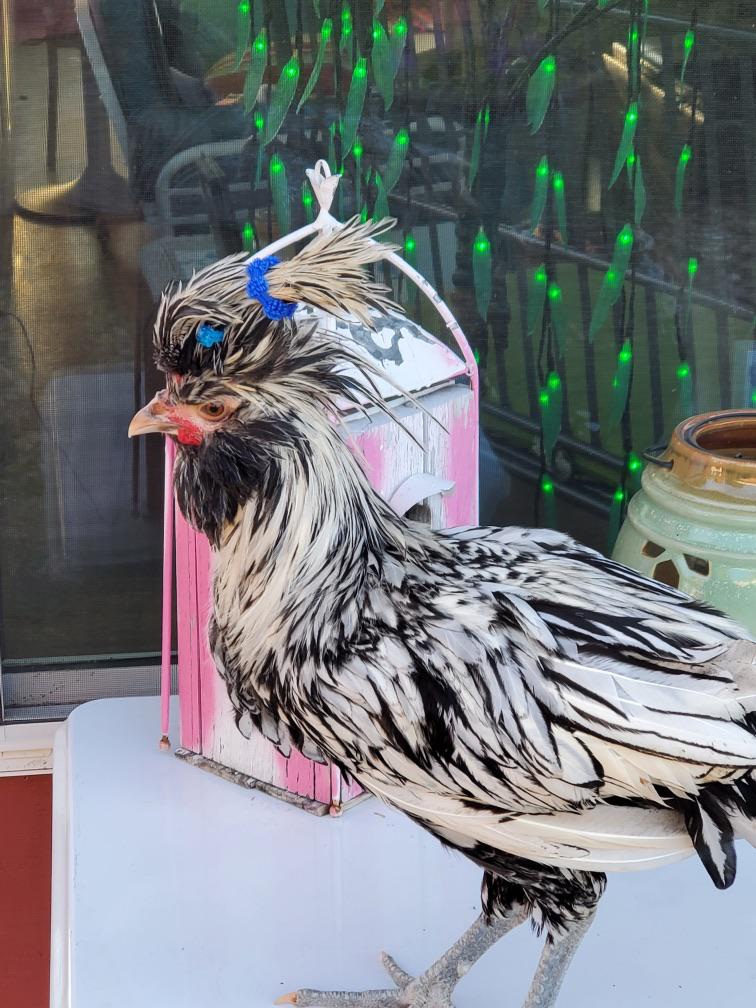 I tried to use hair ties to help my polish chickens see, this is only