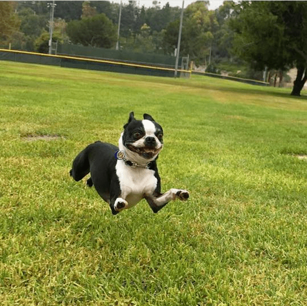 PsBattle Boston Terrier jumping midair