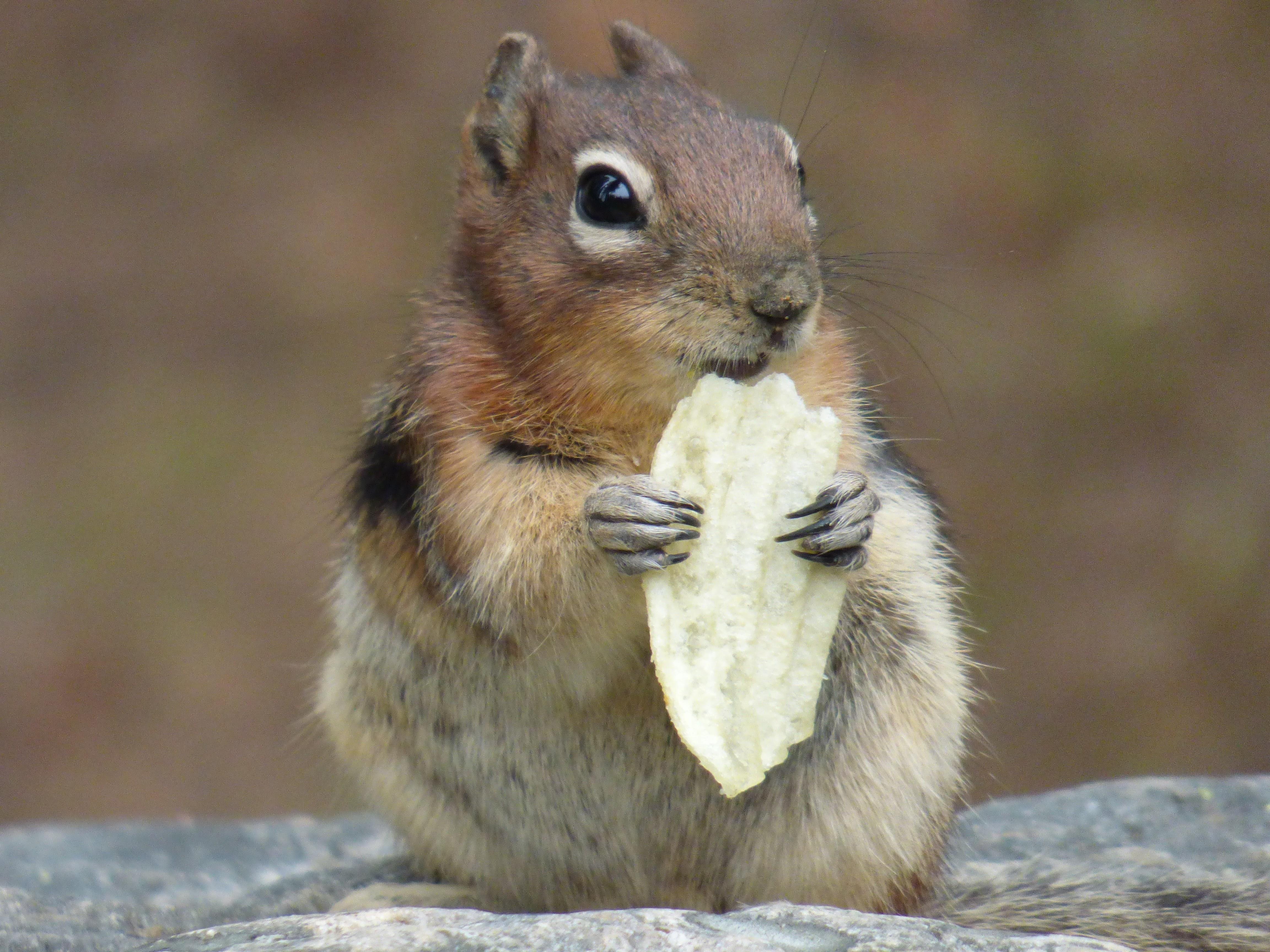 Squirrel. Potato chip. r/pics