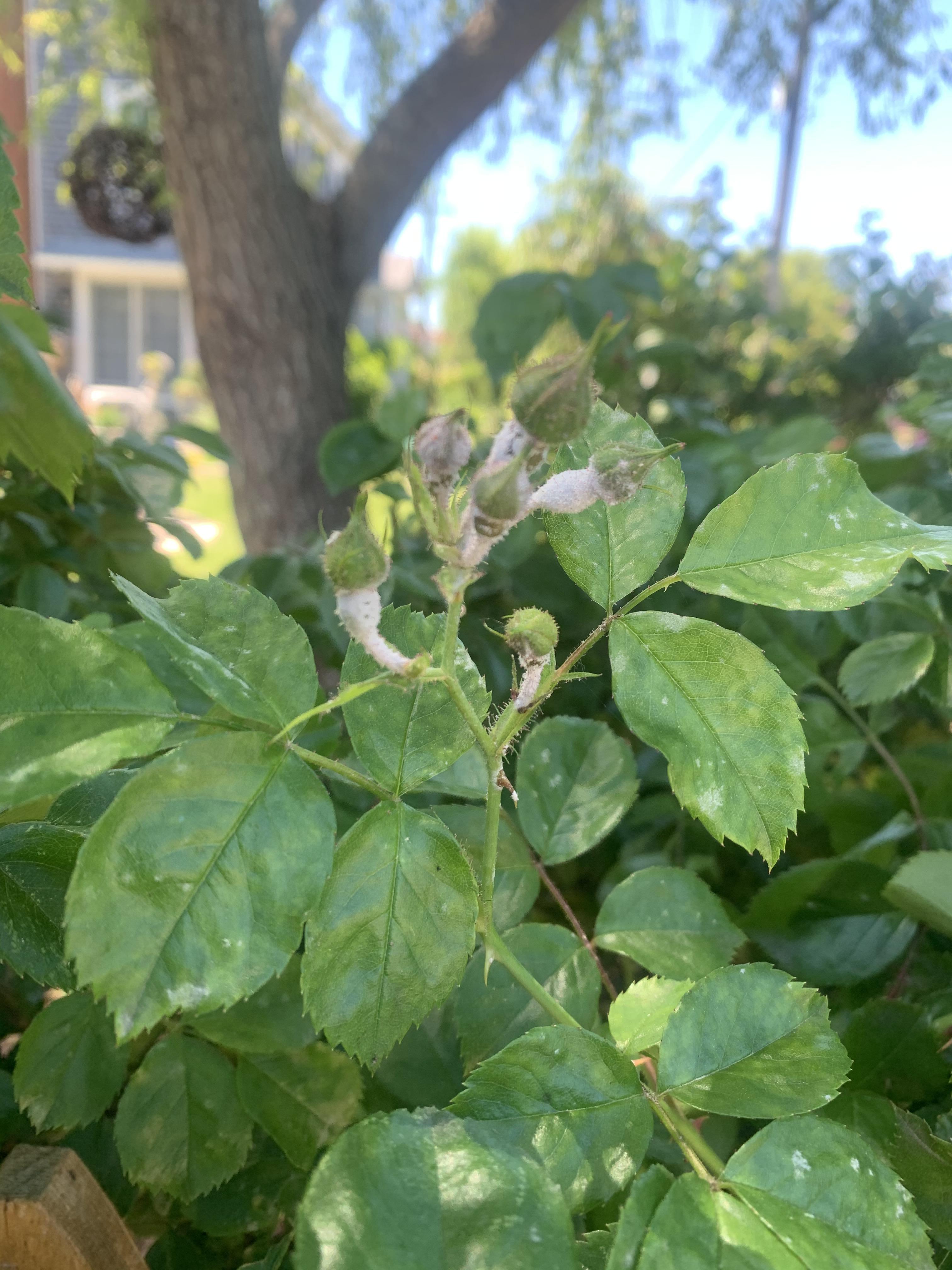 White powdery substance taking over my roses preventing them from