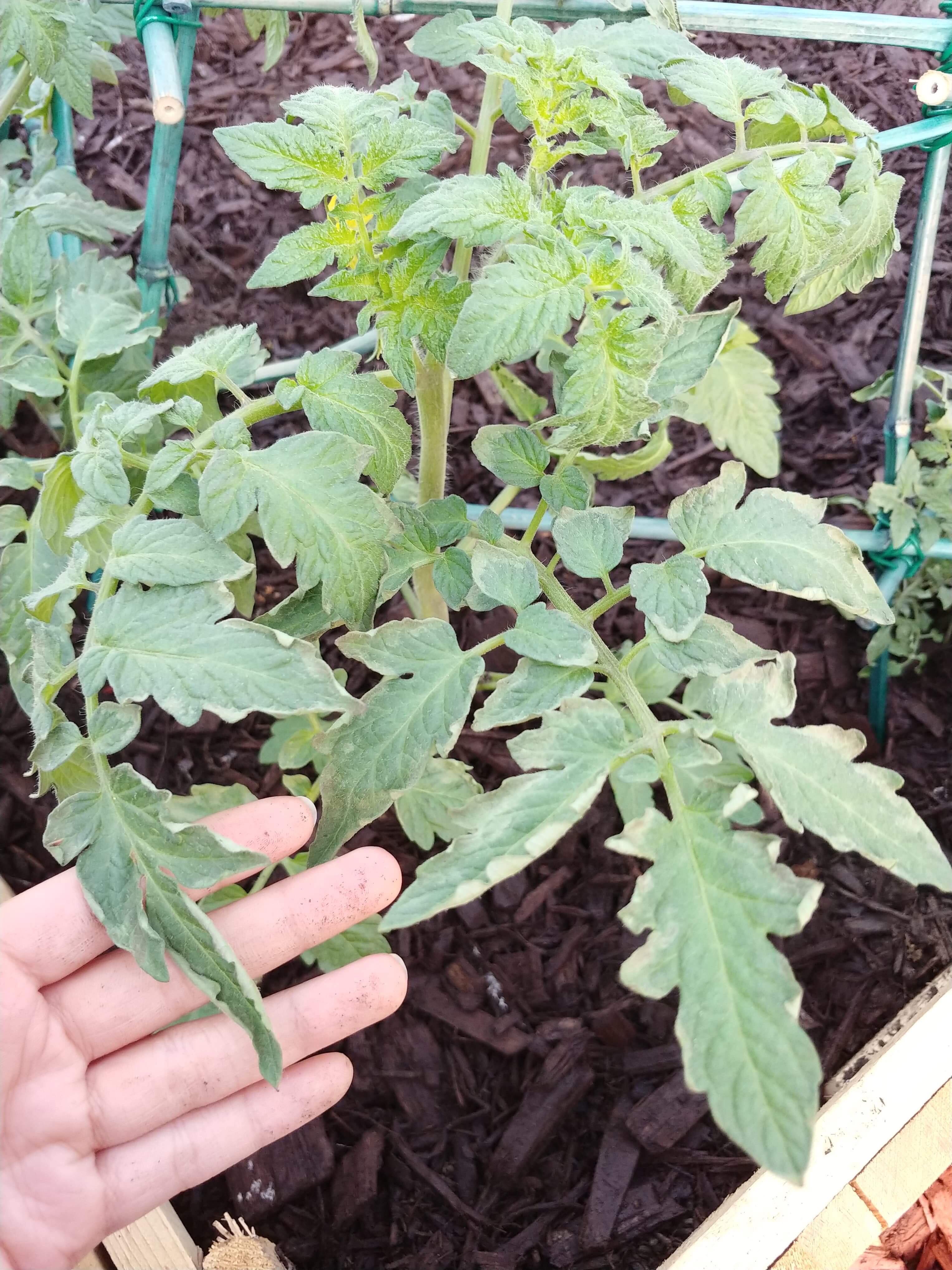 Help my tomatoes! Is this from too much water or too little?? We had a