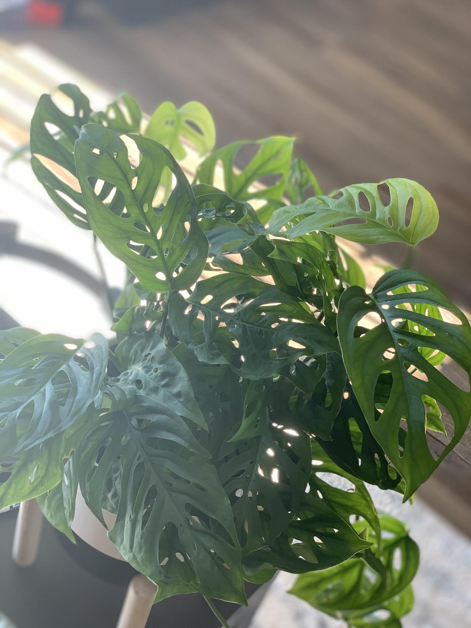 Got my first monstera at lowes this week. Any tips on keeping her alive
