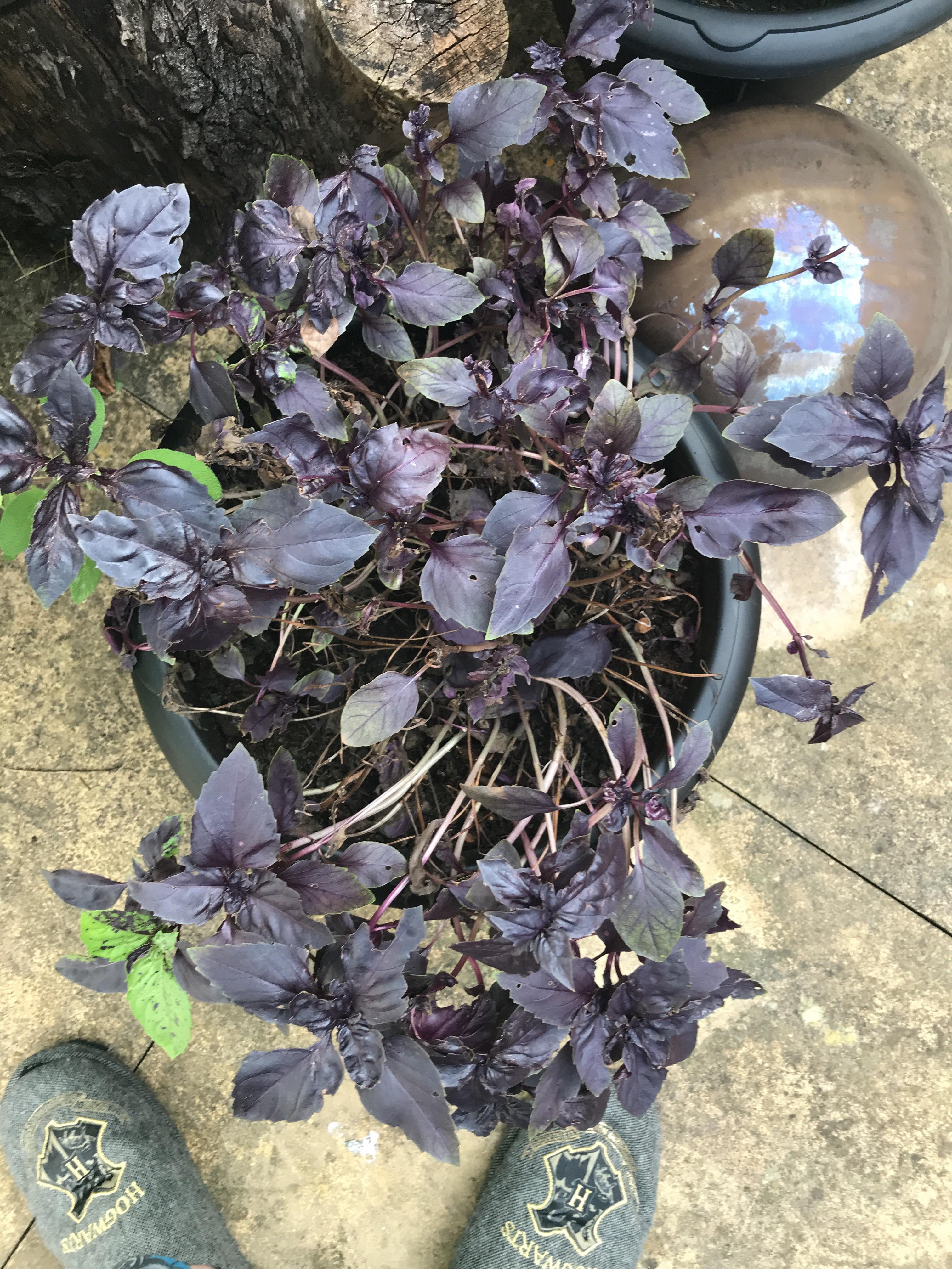 Purple basil suddenly dying. Advice? r/gardening