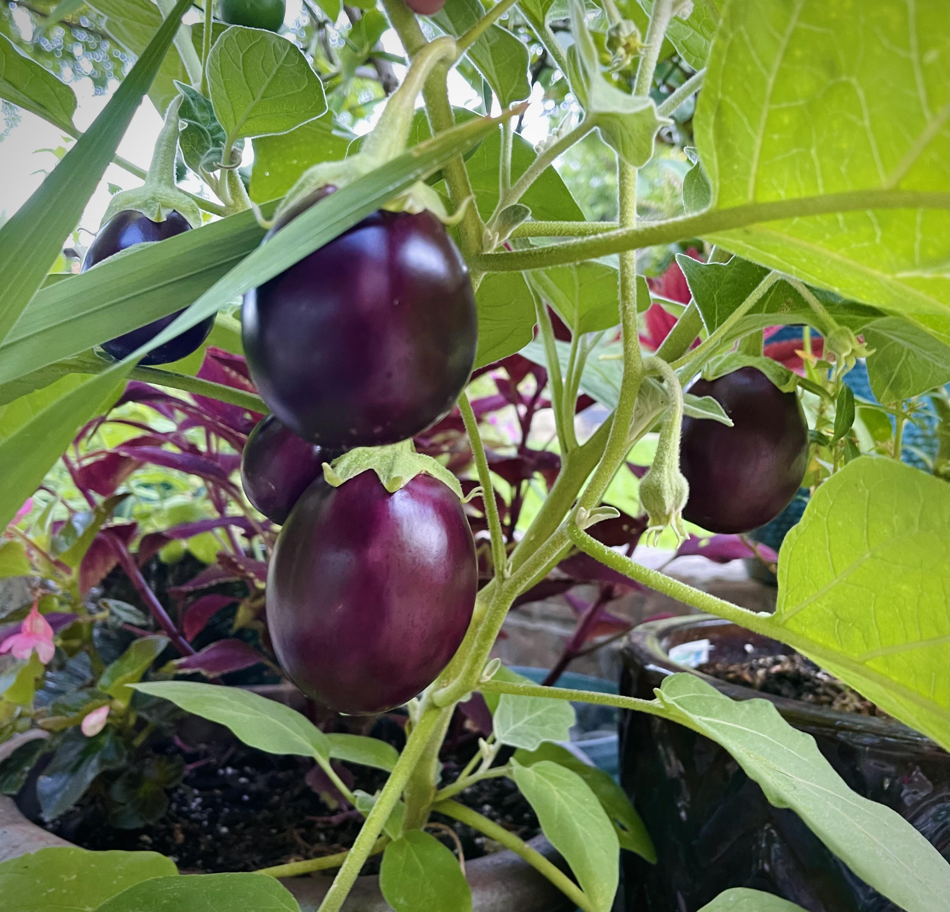 My cute little patio eggplant is being very productive. gardening