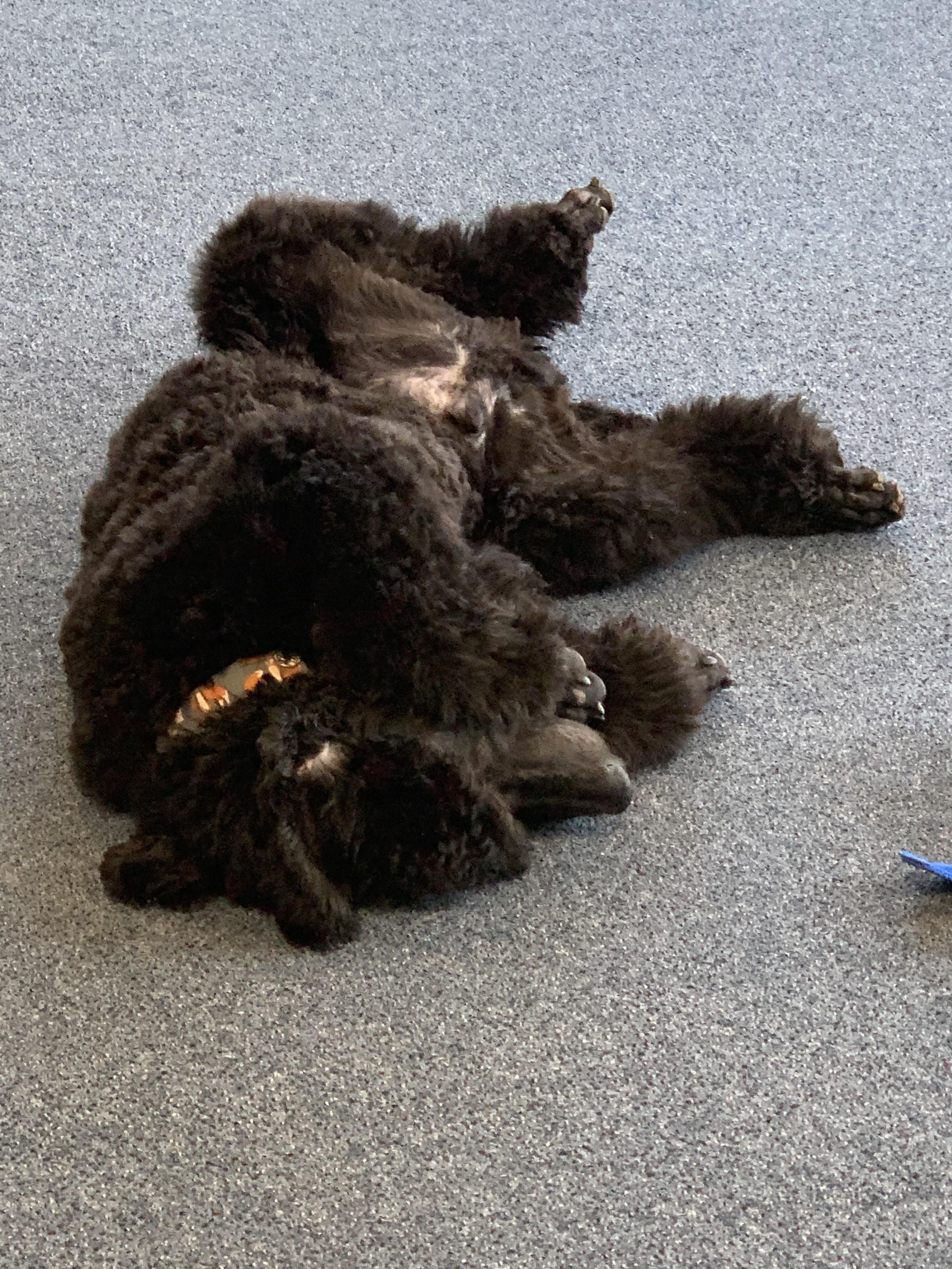 Speaking of regal poodles, here’s Jamie after a difficult battle with