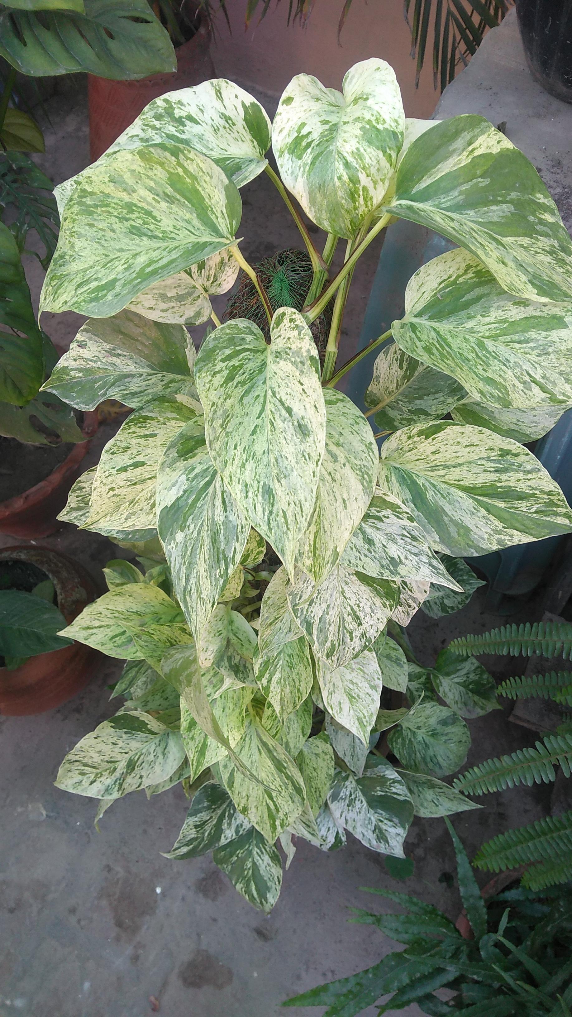 This marble queen Pothos has been at my parents house for 20years now