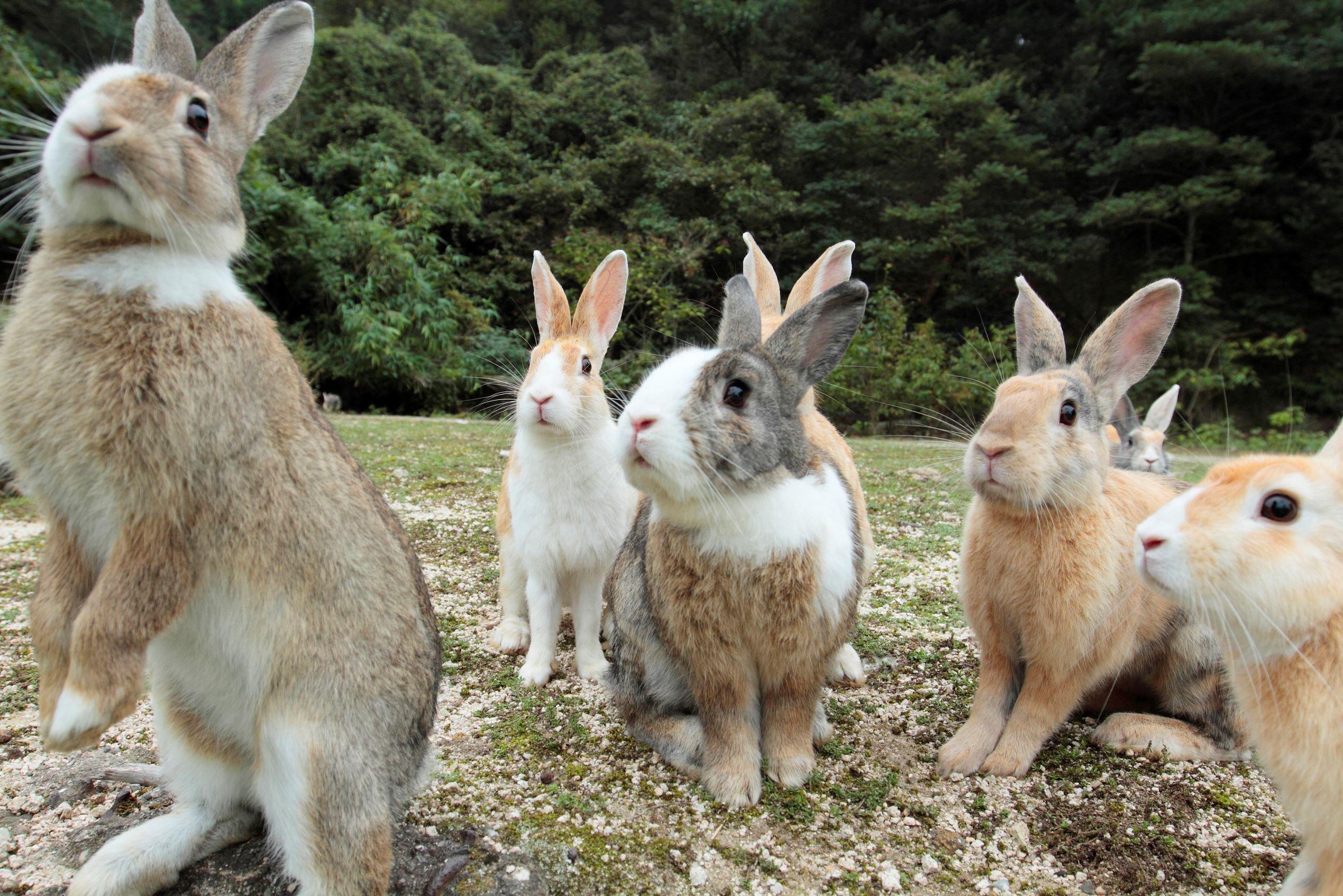 A group of bunnies is called a "fluffle." r/FreeKarma4U