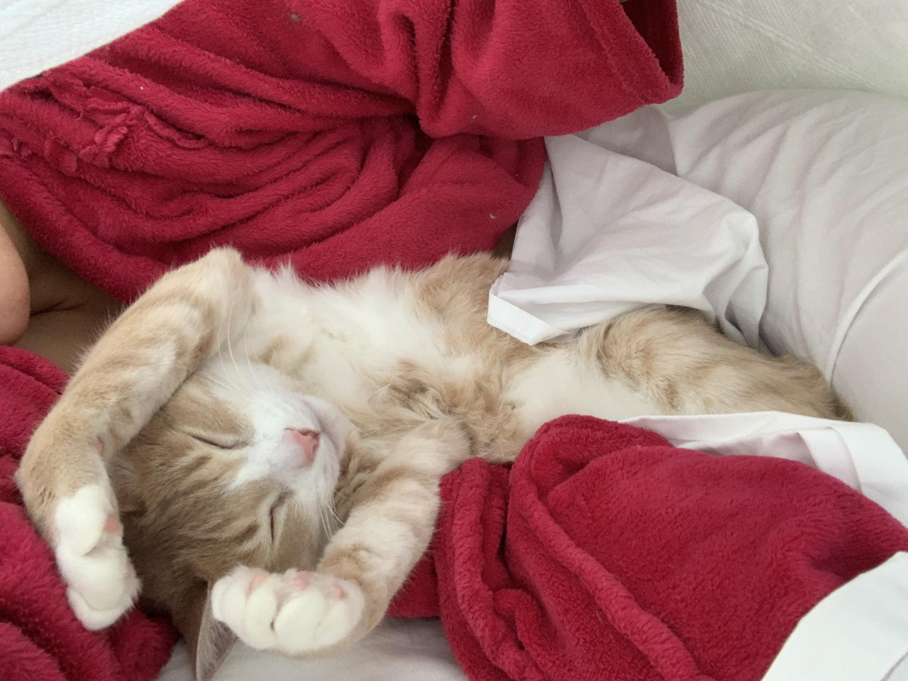 Frank loves to snuggle under the covers. Here he is mid stretch. r/aww