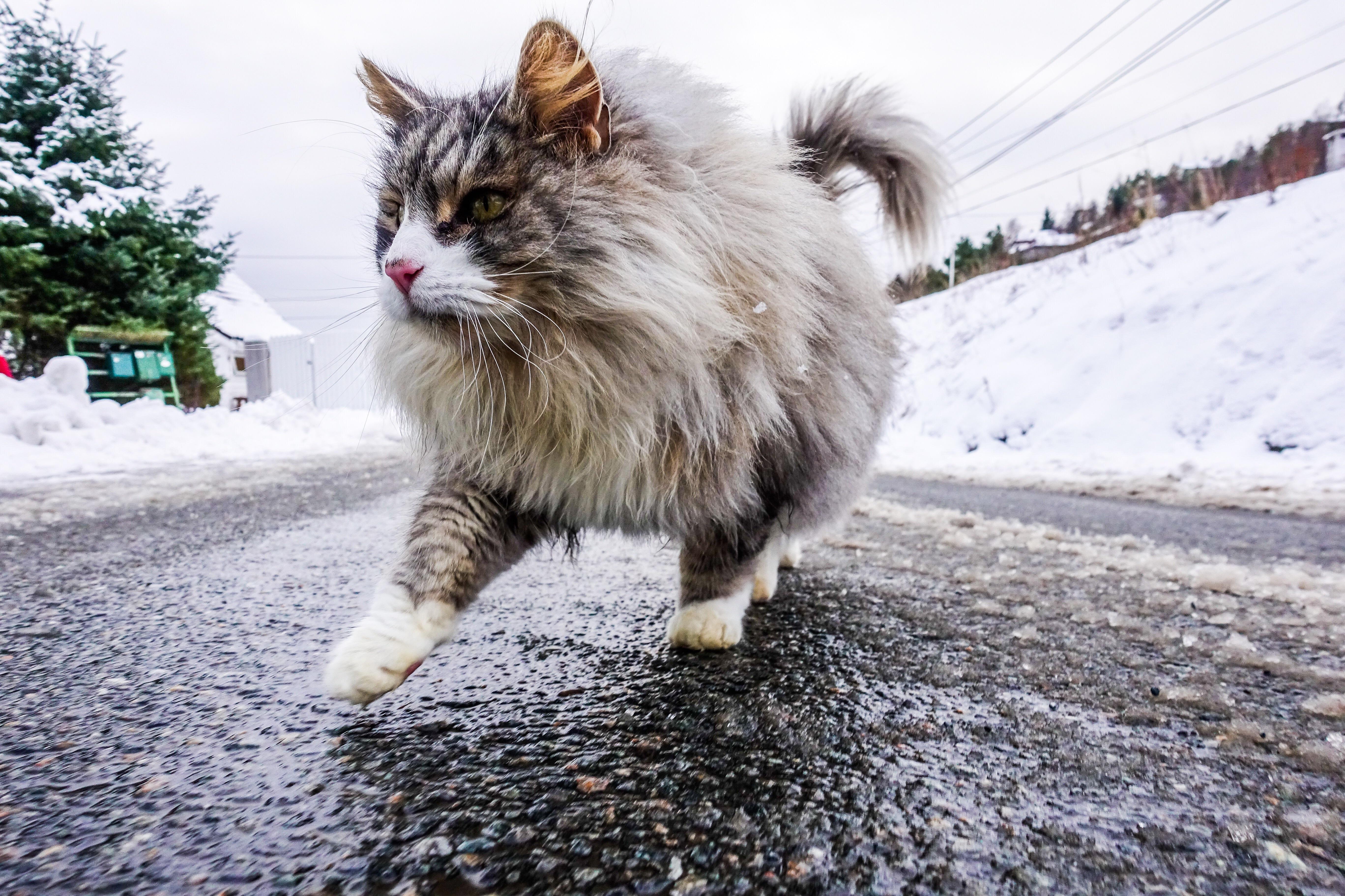 Met this amazing cat on a run in Norway today. I am not sure what kind