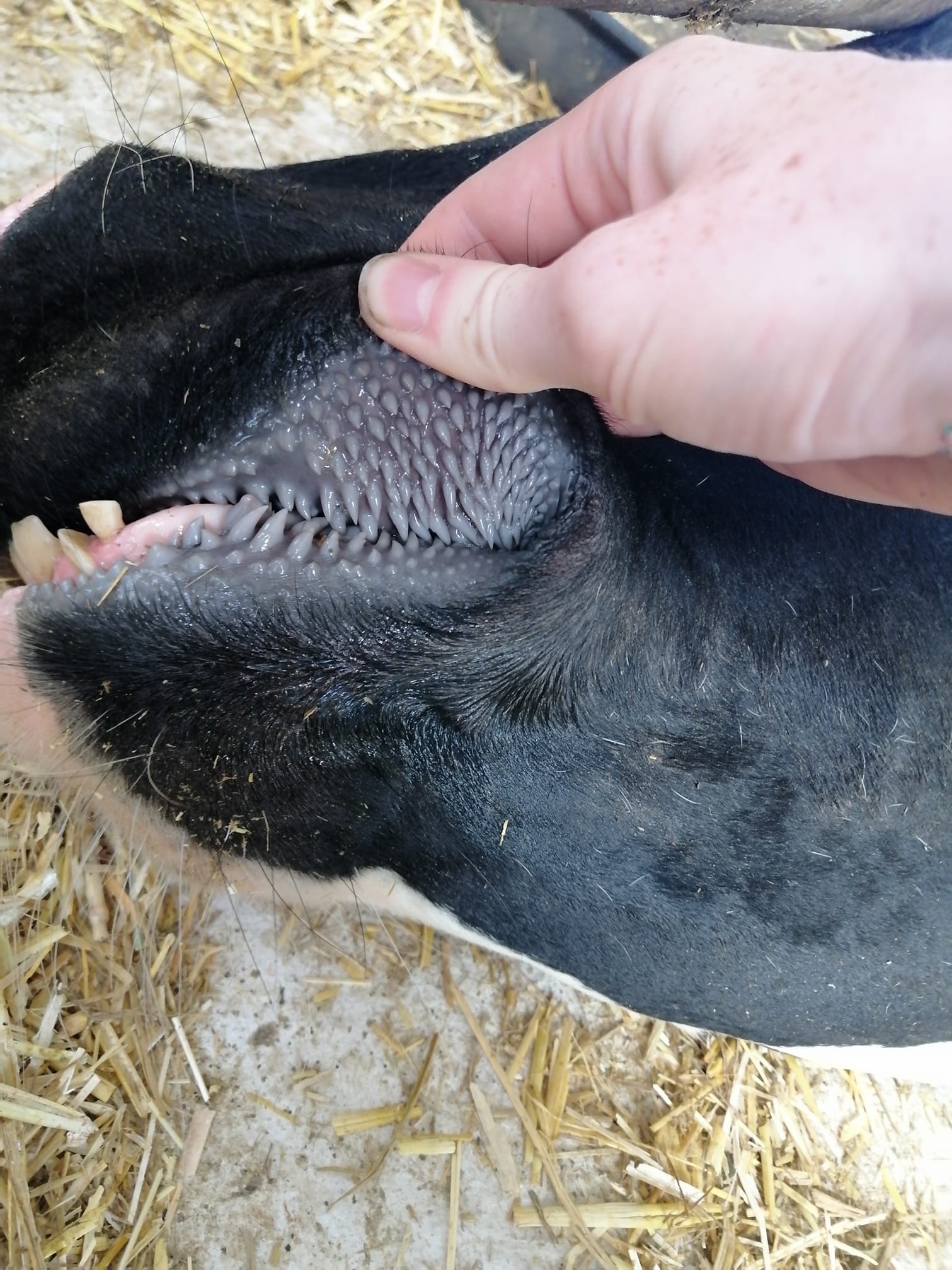 Mooooooooo dontputyourdickinthat