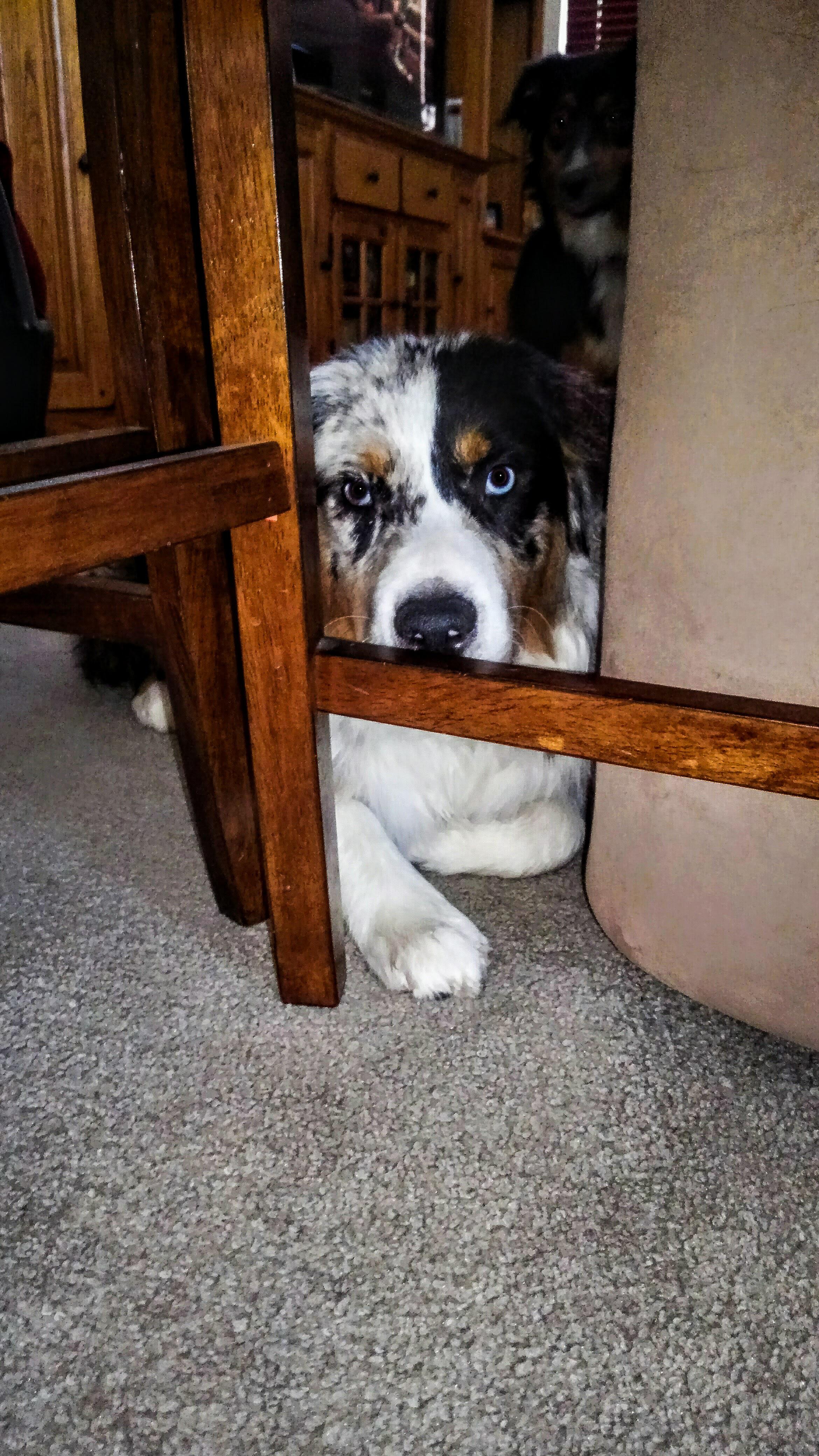 My previous wallpaper r/aww