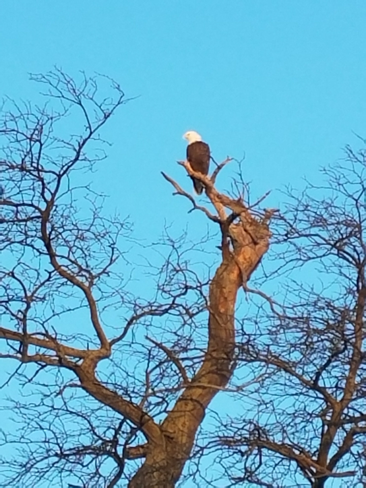 Eagle Gallery bald eagles in ohio 2019
