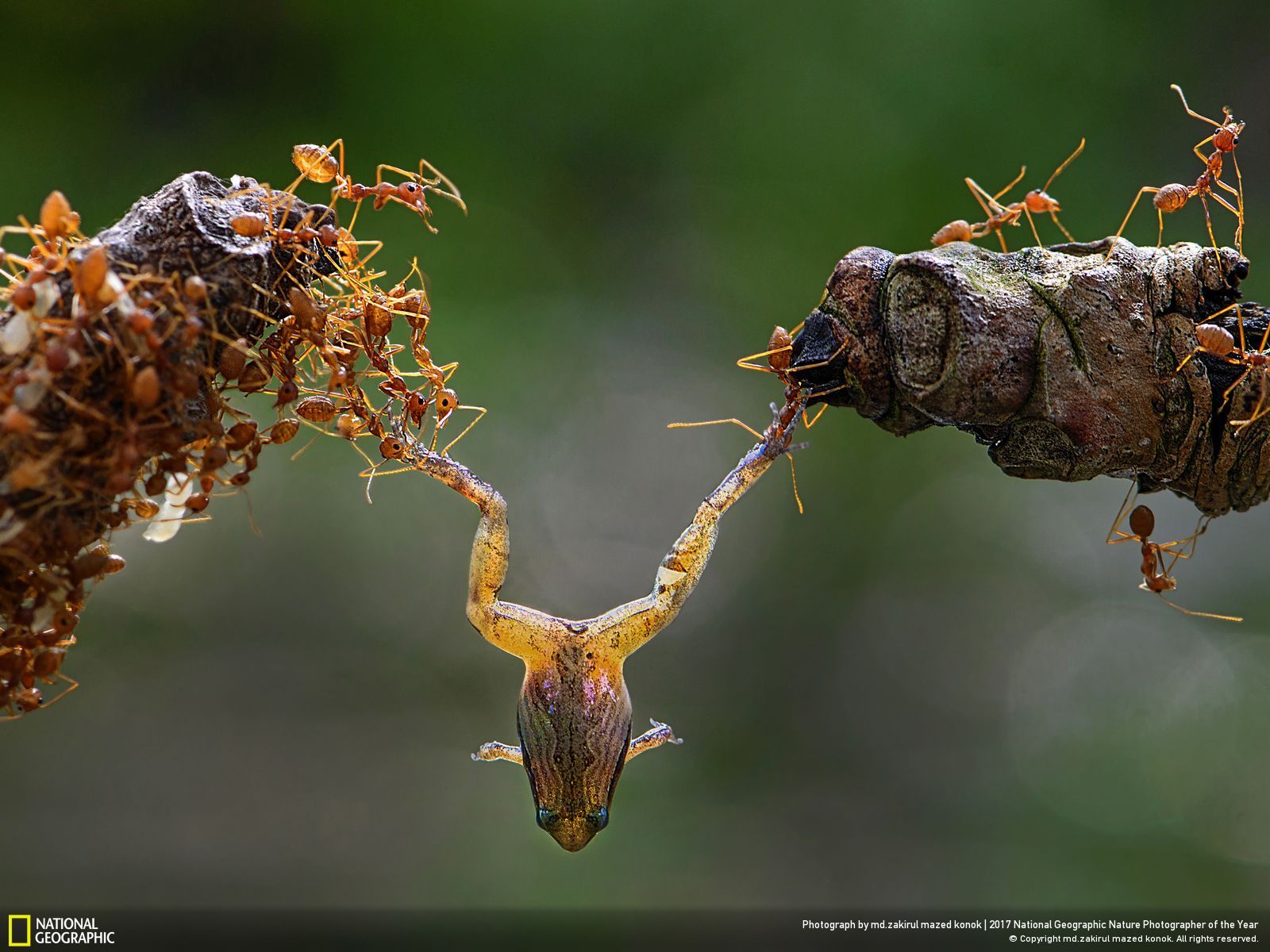 Ants working hard together to carry a frog r/natureismetal