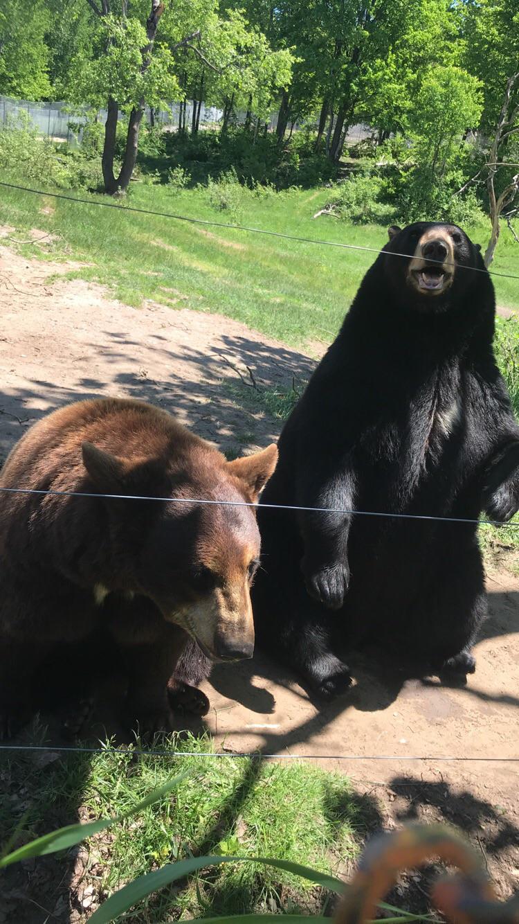 Went to Oswald’s bear ranch in Upper Peninsula in Michigan yesterday r/bears