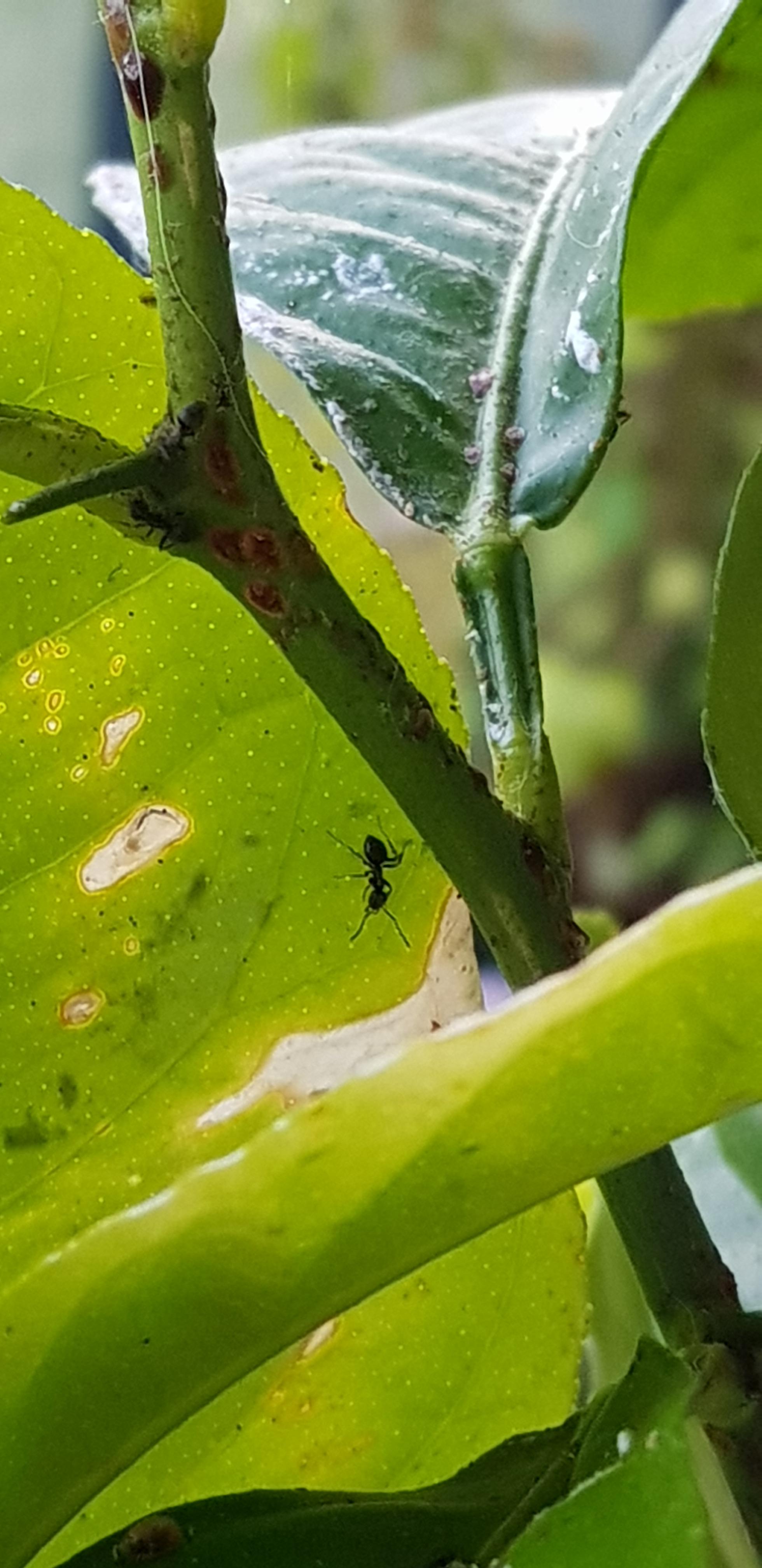 Ants and something else on my lemon tree. Help ? r/marijuanaenthusiasts