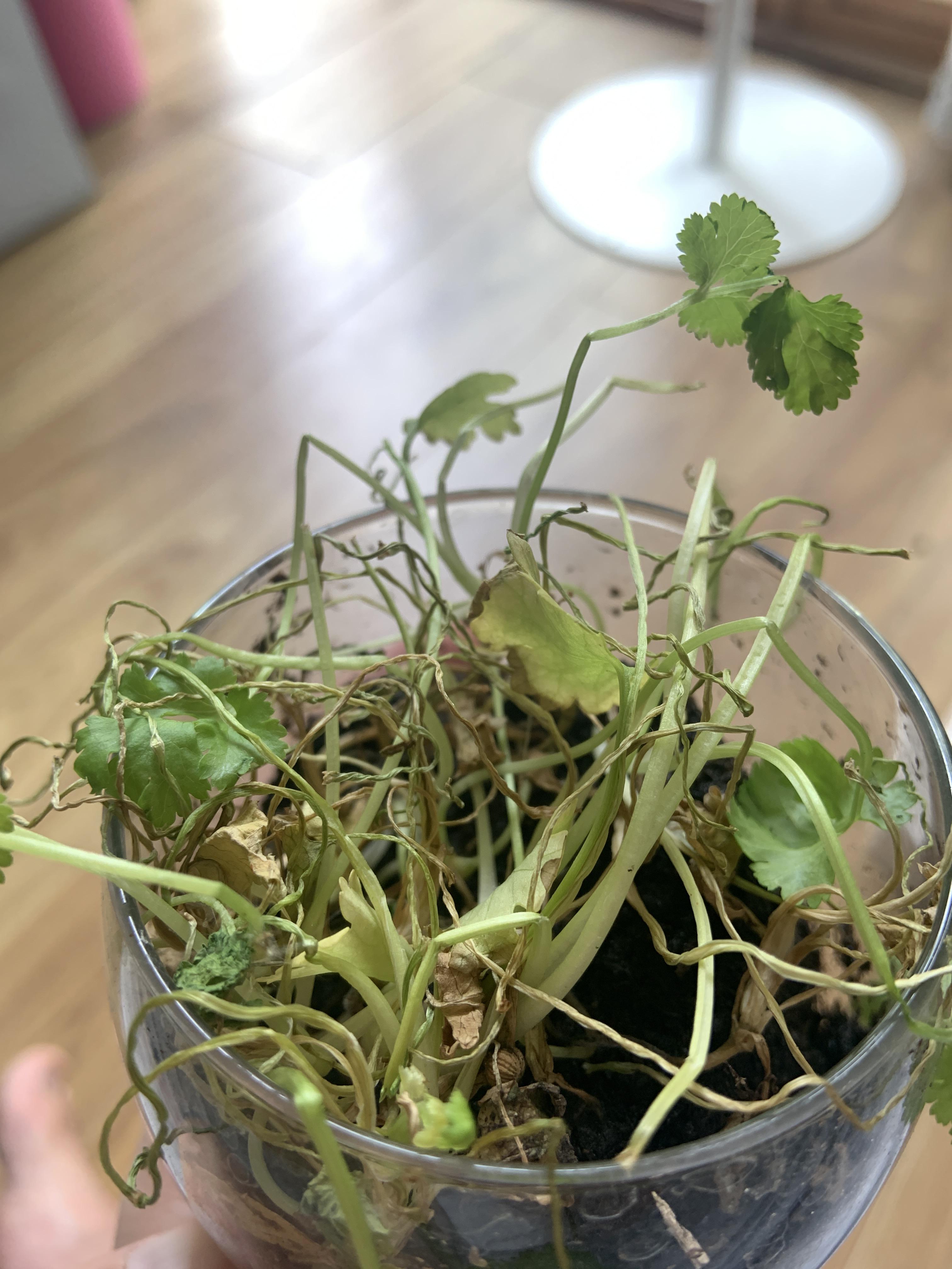 My coriander plant seems to have withered away after 2 weeks. What’s