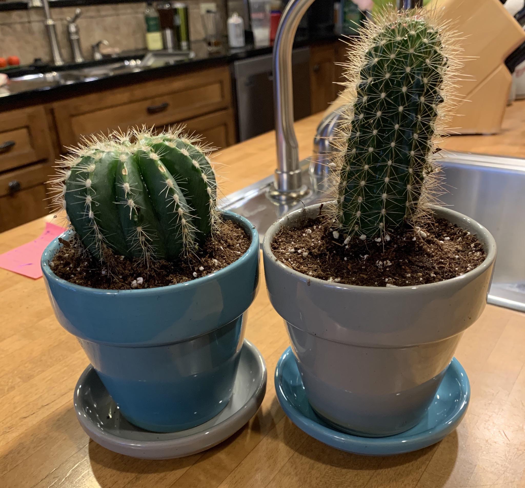 My Two New Cacti! (Had To Remove The Ridiculous Fake Flowers On Top) r/cactus