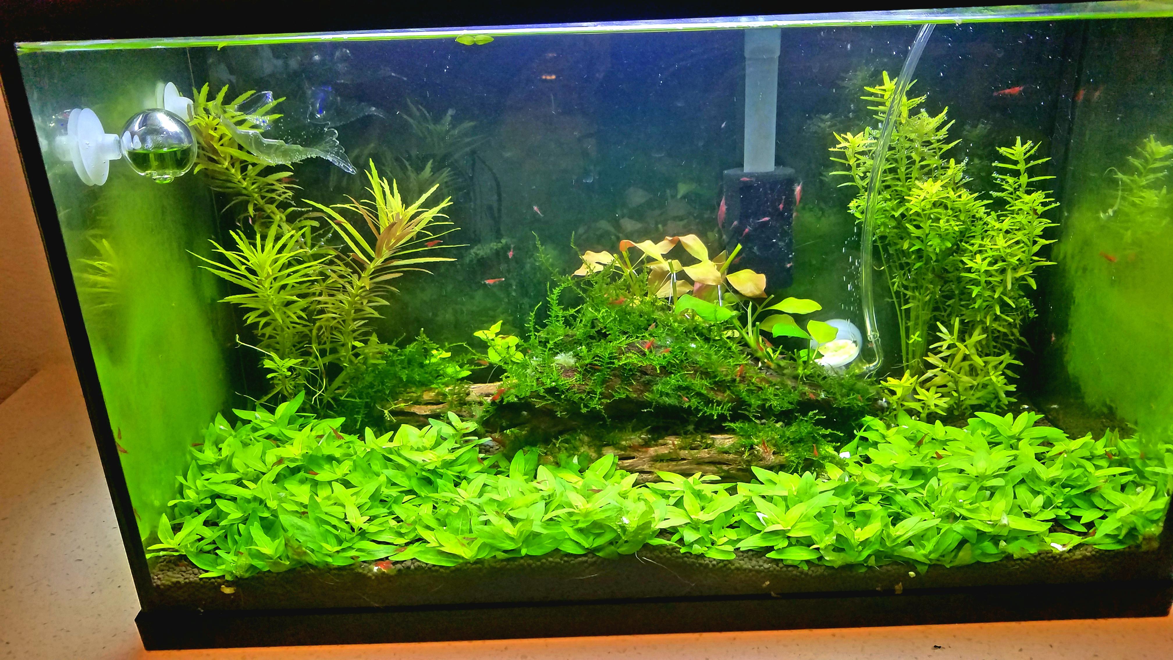 2 month Progress on my 10 gallon high tech shrimp tank! r/PlantedTank