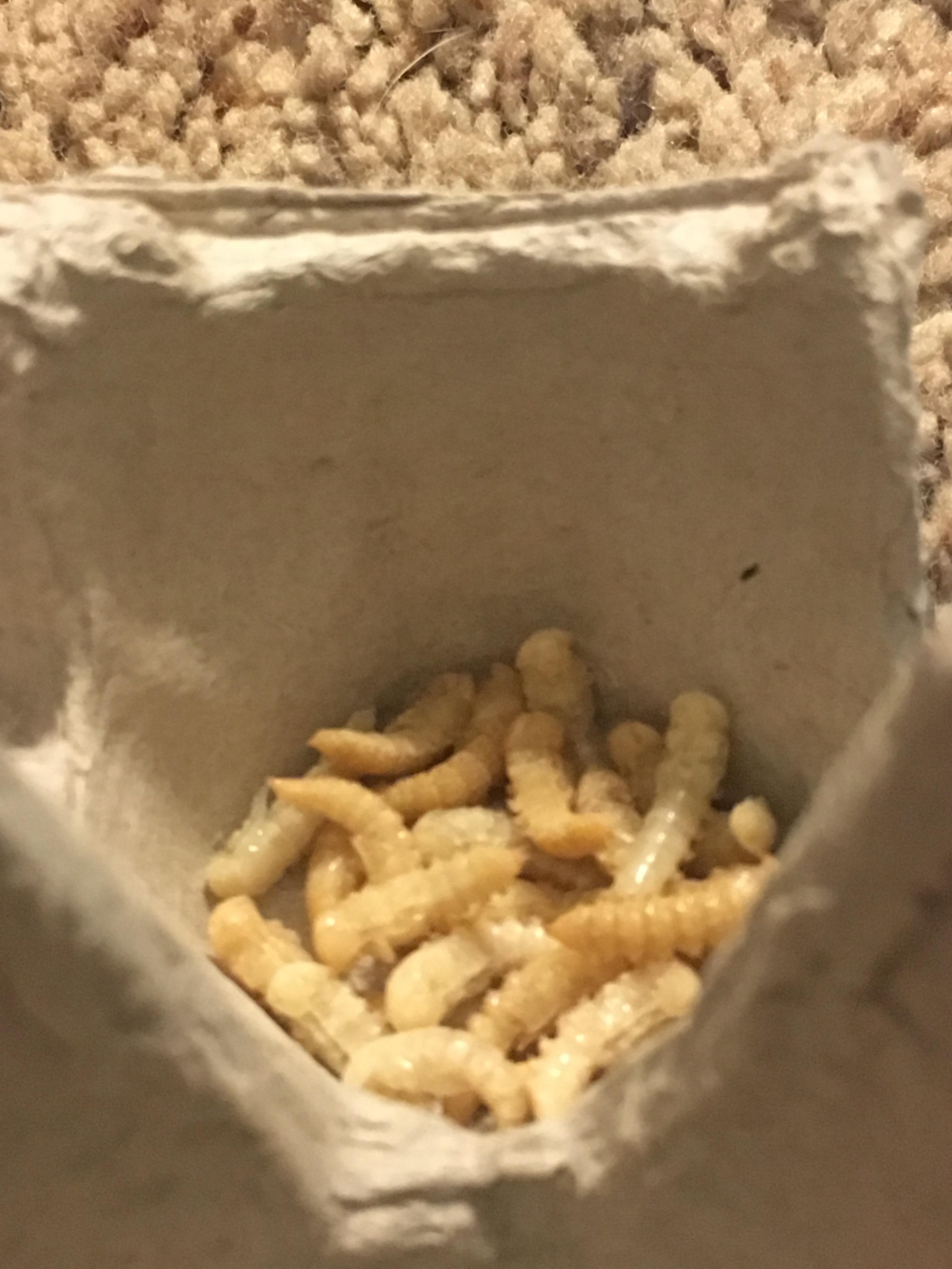 Look at these beautiful mealworm pupaes ) r/Entomology