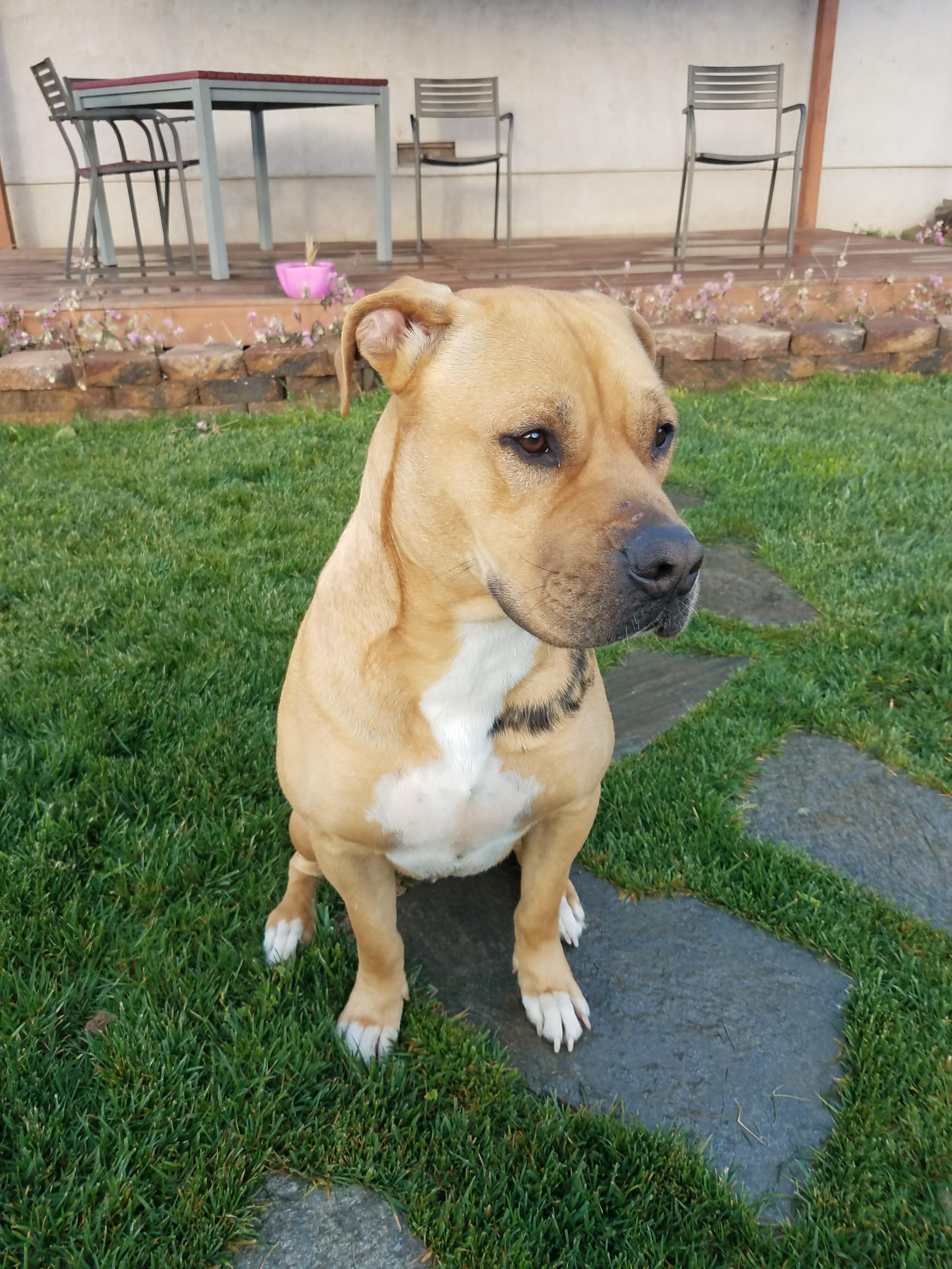 [Help] Aggressive towards other dogs. What can I do? r/Dogtraining
