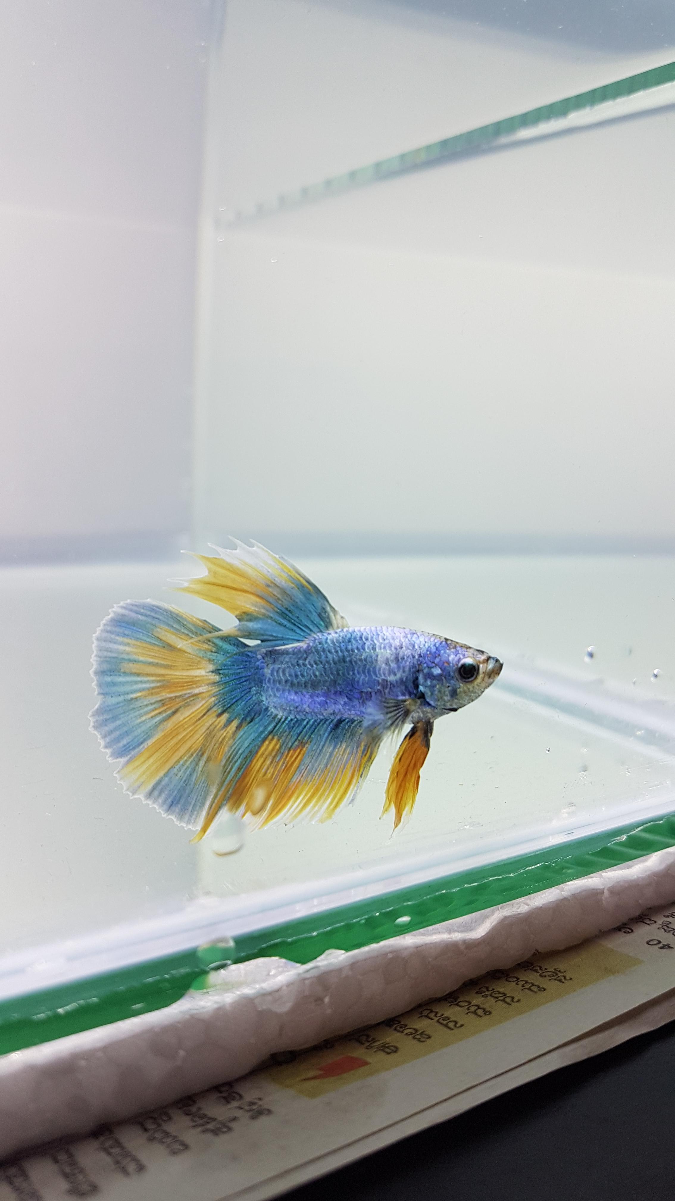 Finally! Reddit, meet my first betta. Thanks for all the info and support! This is a wonderful
