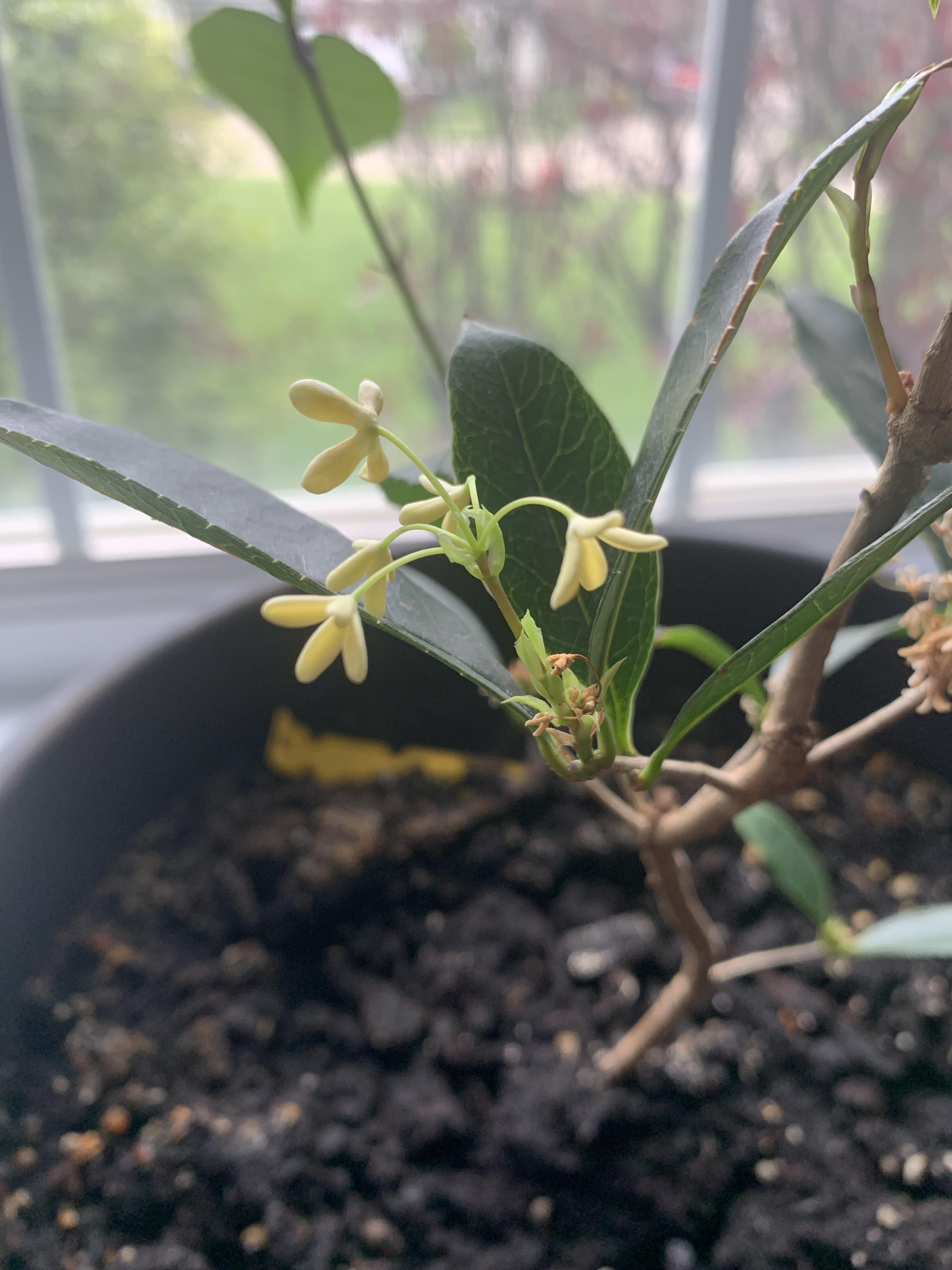 Fragrant Tea Olive Tree... wow! r/gardening