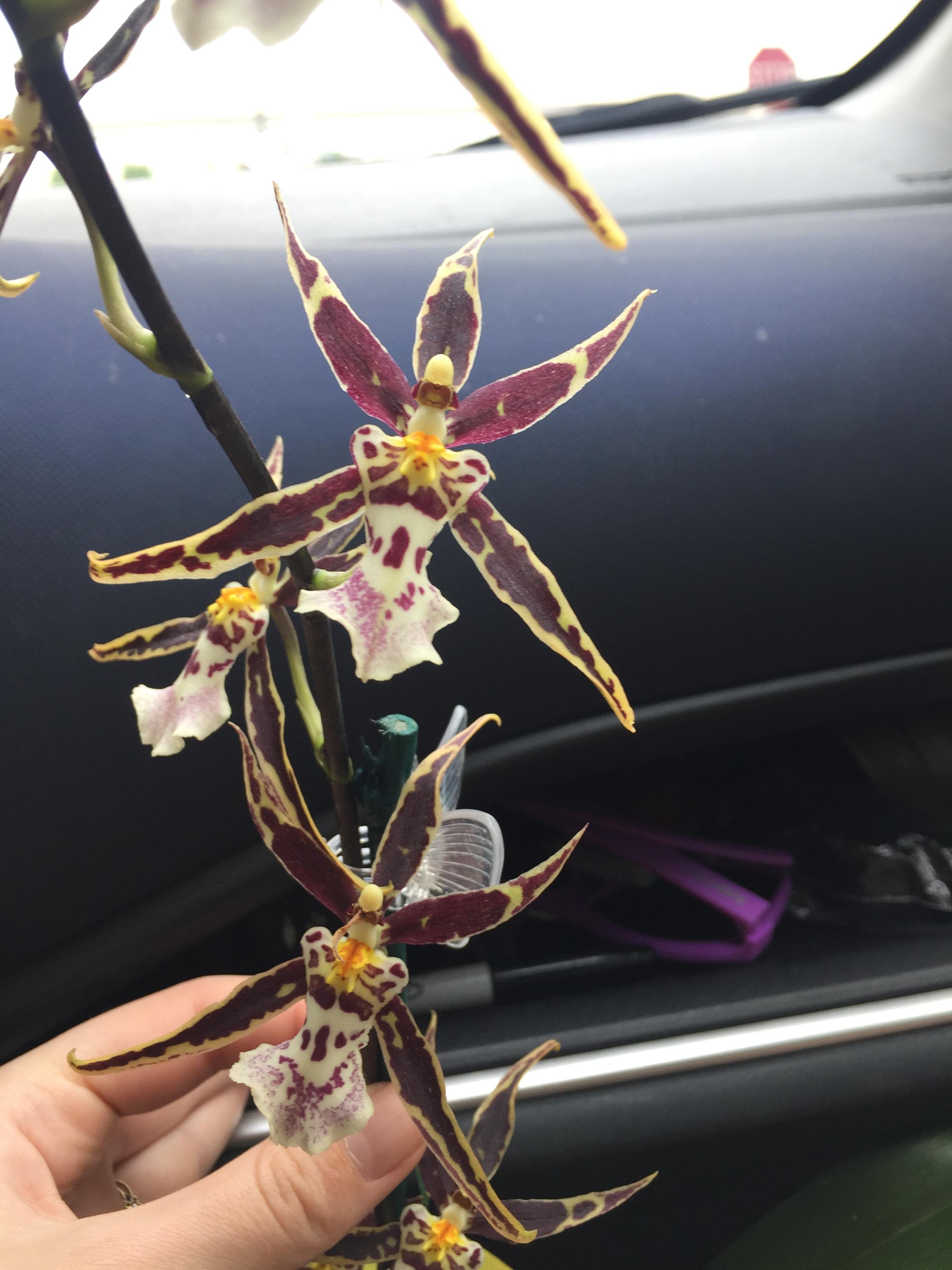 I got this Oncidium White Knight at the Houston Orchid Show a few weeks