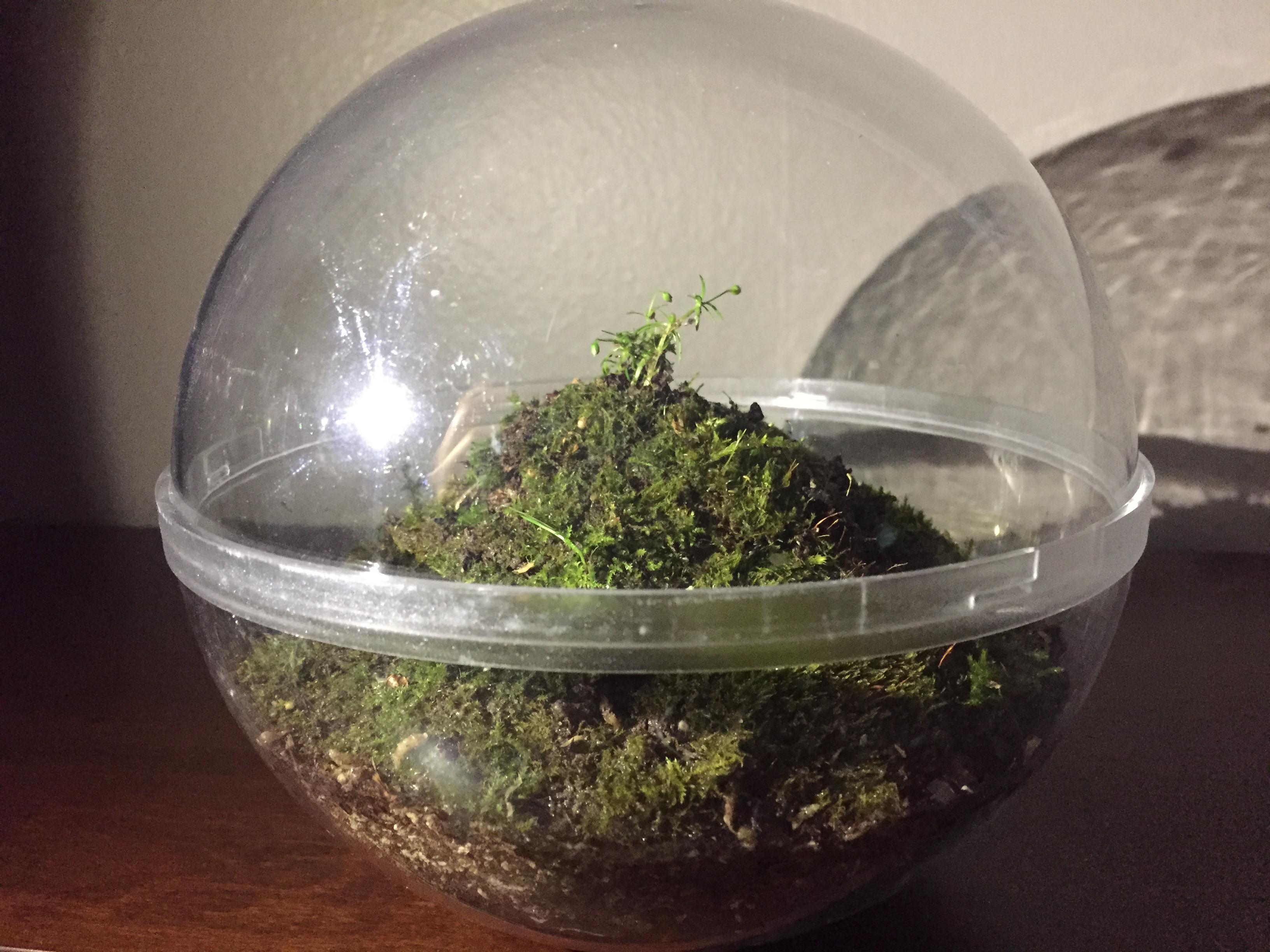 Made this terrarium yesterday! r/terrariums