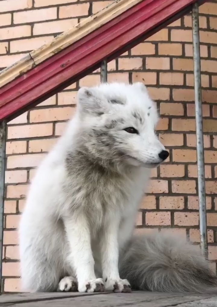 An adorable Arctic Fox r/aww