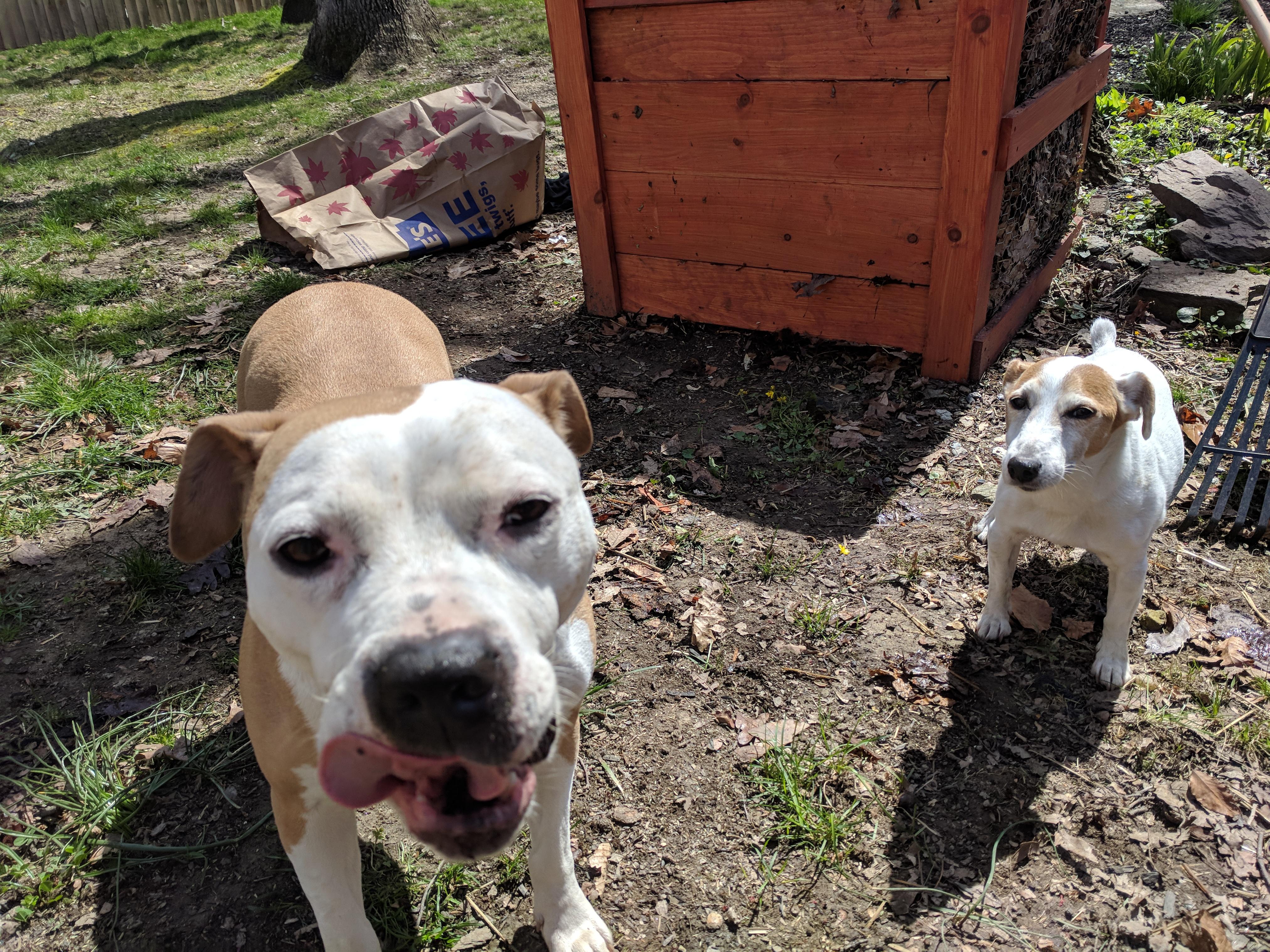 The dogs can sense when I've turned my compost they come sniffing for