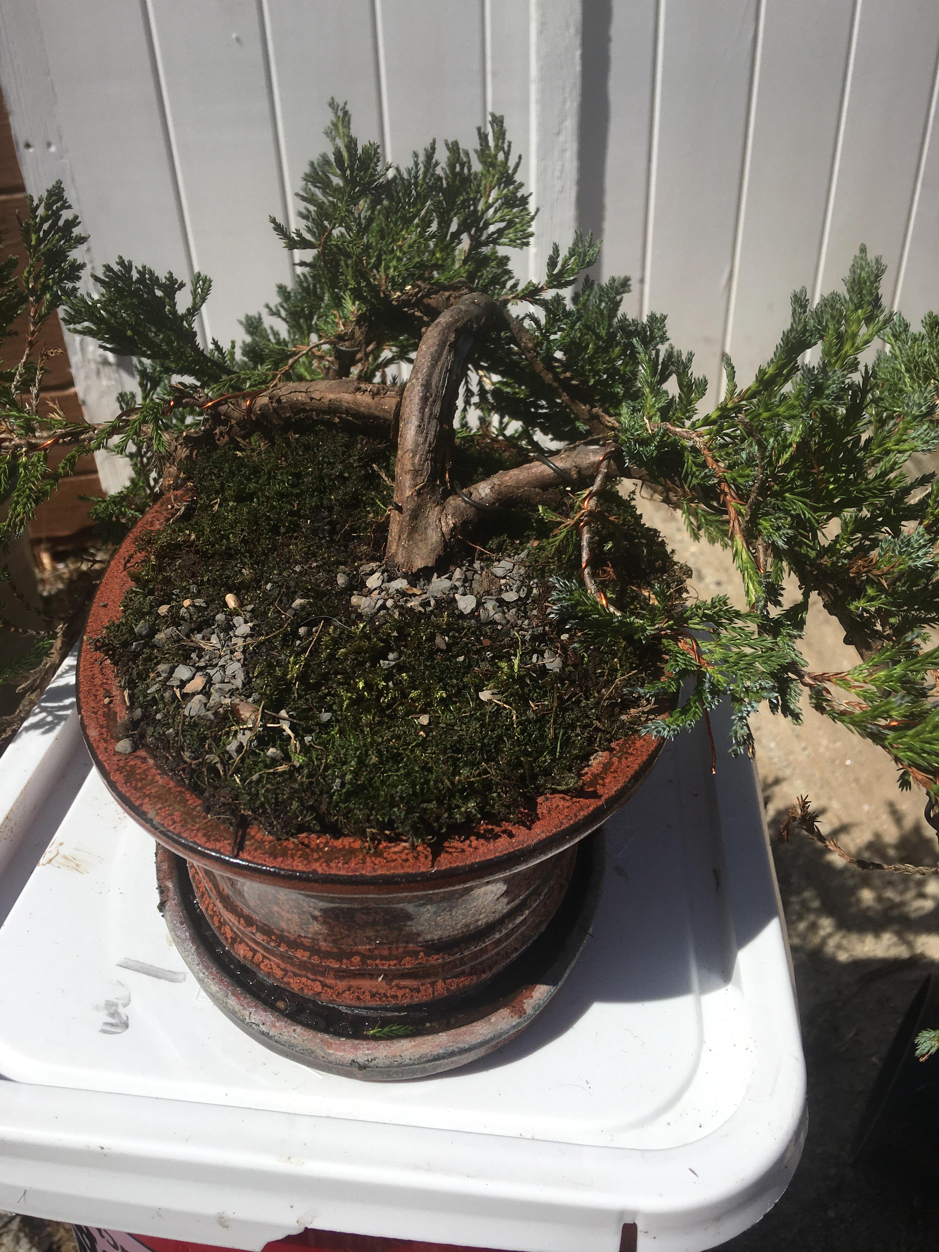 Blue juniper spring potting time r/Bonsai